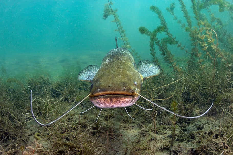  壁紙 — 一條長鬚大鯰魚在綠色海藻和沙質海底中，於水下直視鏡頭。