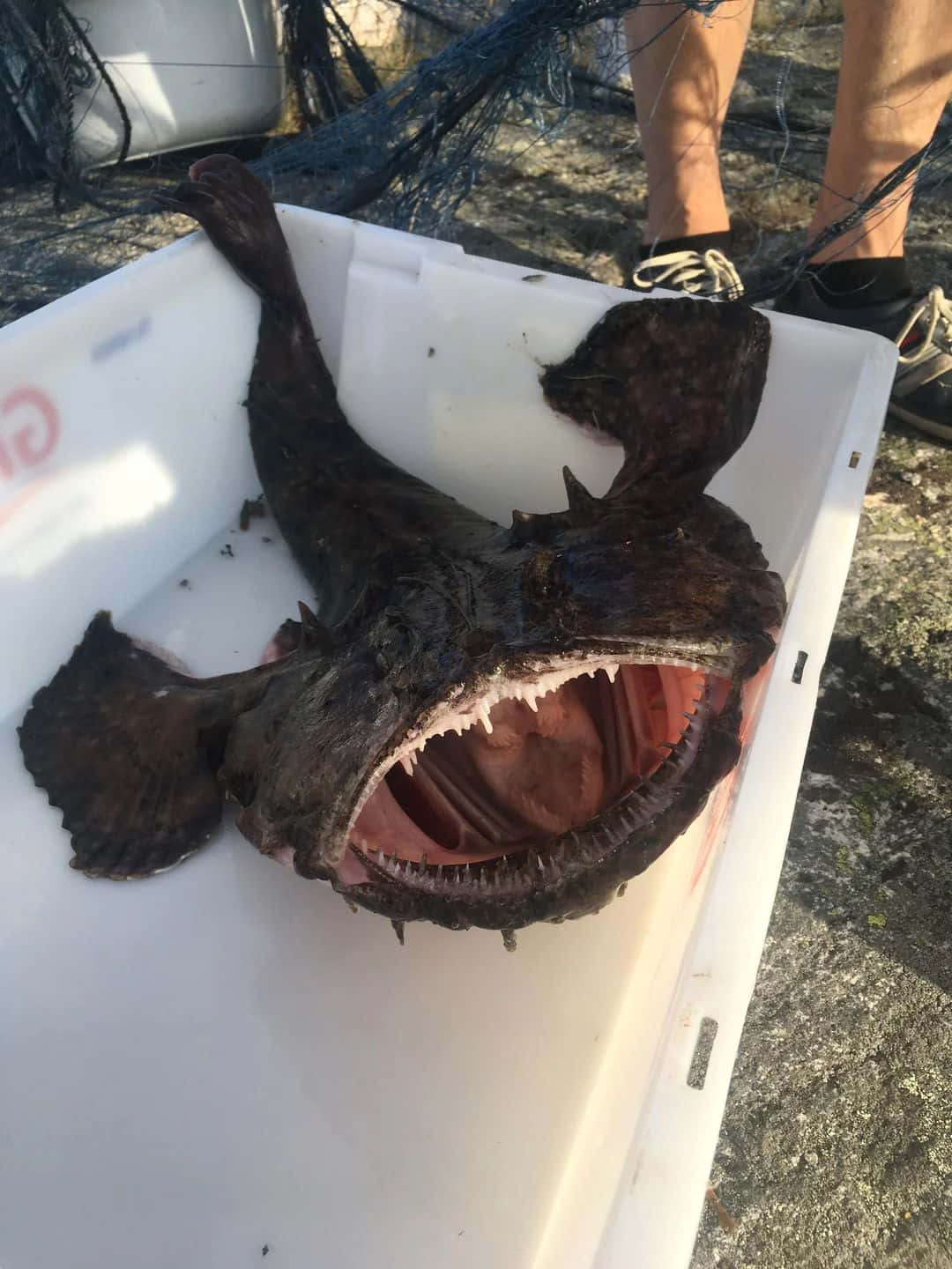  壁紙 — 一條大型深色琵琶魚張開大嘴，長滿尖刺的魚鰭，躺在岩石海岸上的一個白色膠桶內。