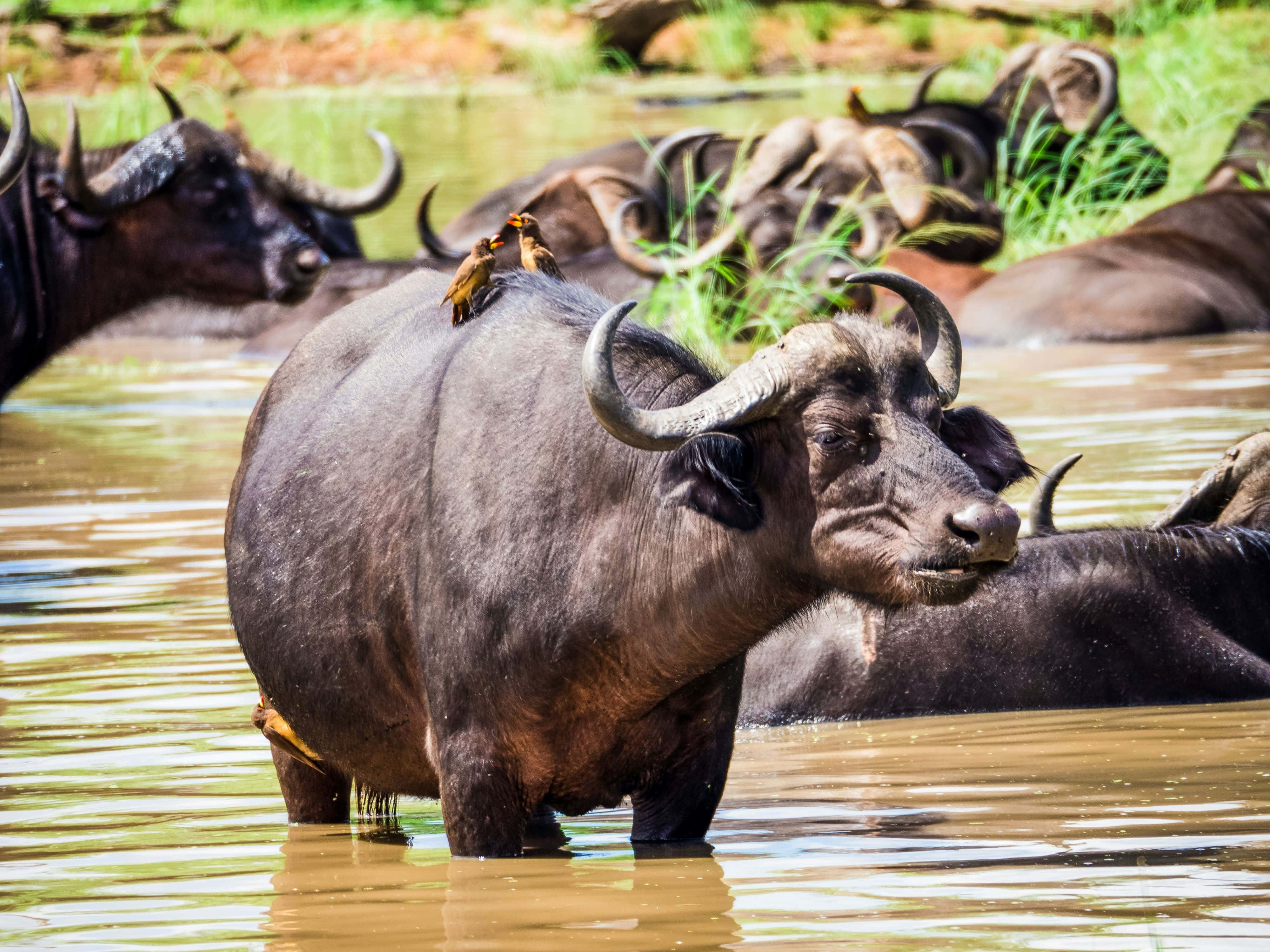 Water Buffalo 桌布 壁紙 — 一頭大水牛站在淺泥水中，鳥兒棲息在牠的背上，其他鳥兒則在附近休息。