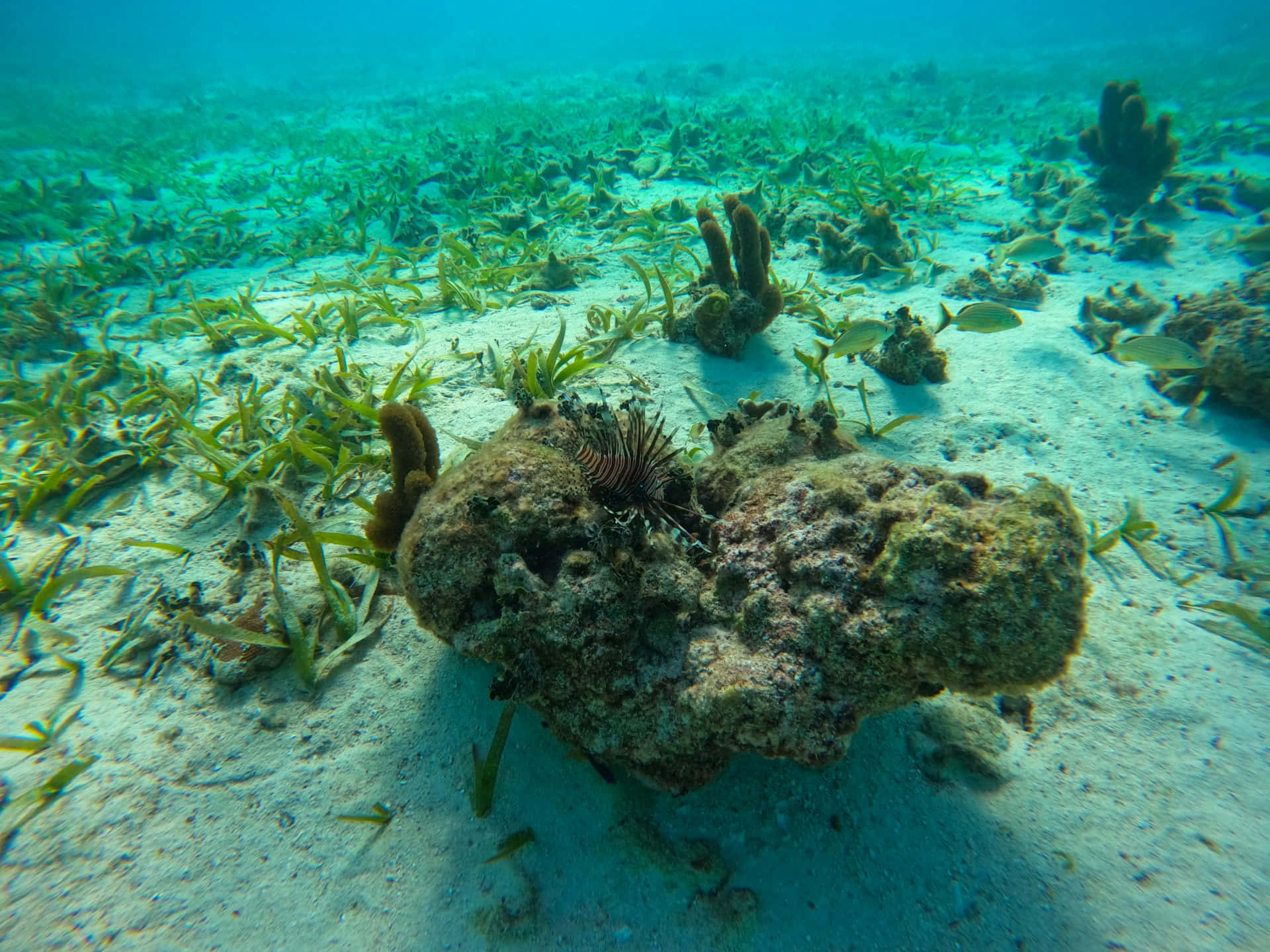  壁紙 — 一條獅子魚喺珊瑚礁床上休息，周圍有海草同細魚喺清澈嘅碧綠水中。