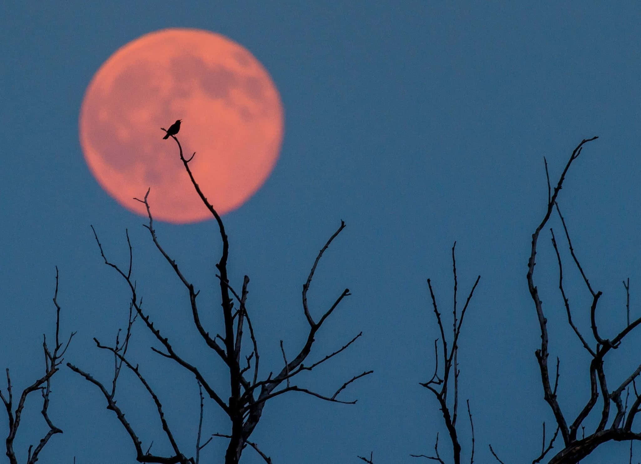 Strawberry Moon 桌布 壁紙 — 一隻孤鳥棲息在光禿禿的樹枝上，剪影映襯著深藍色暮色天空中發光的橙色滿月。