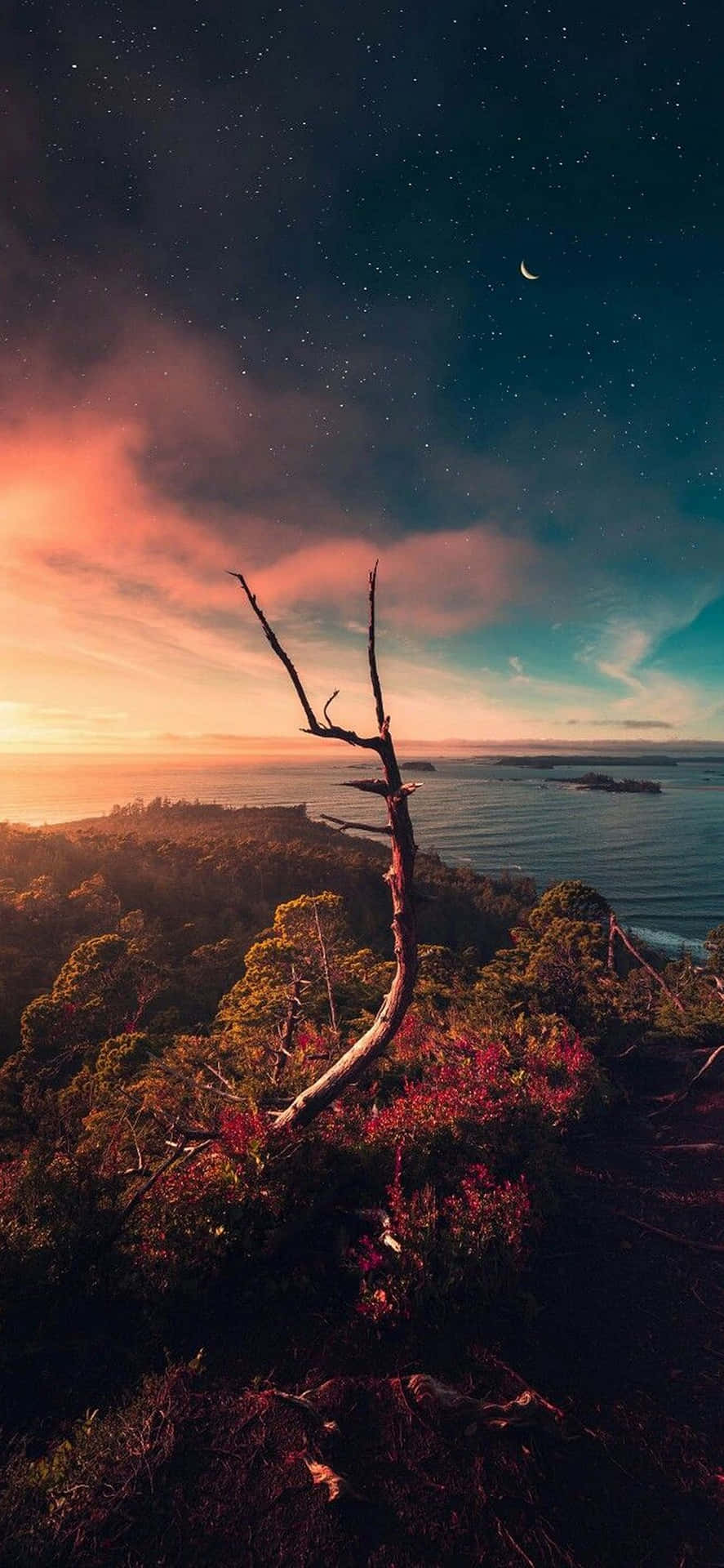 暮色中，懸崖上一棵枯樹俯瞰海洋，可見星星和月亮。