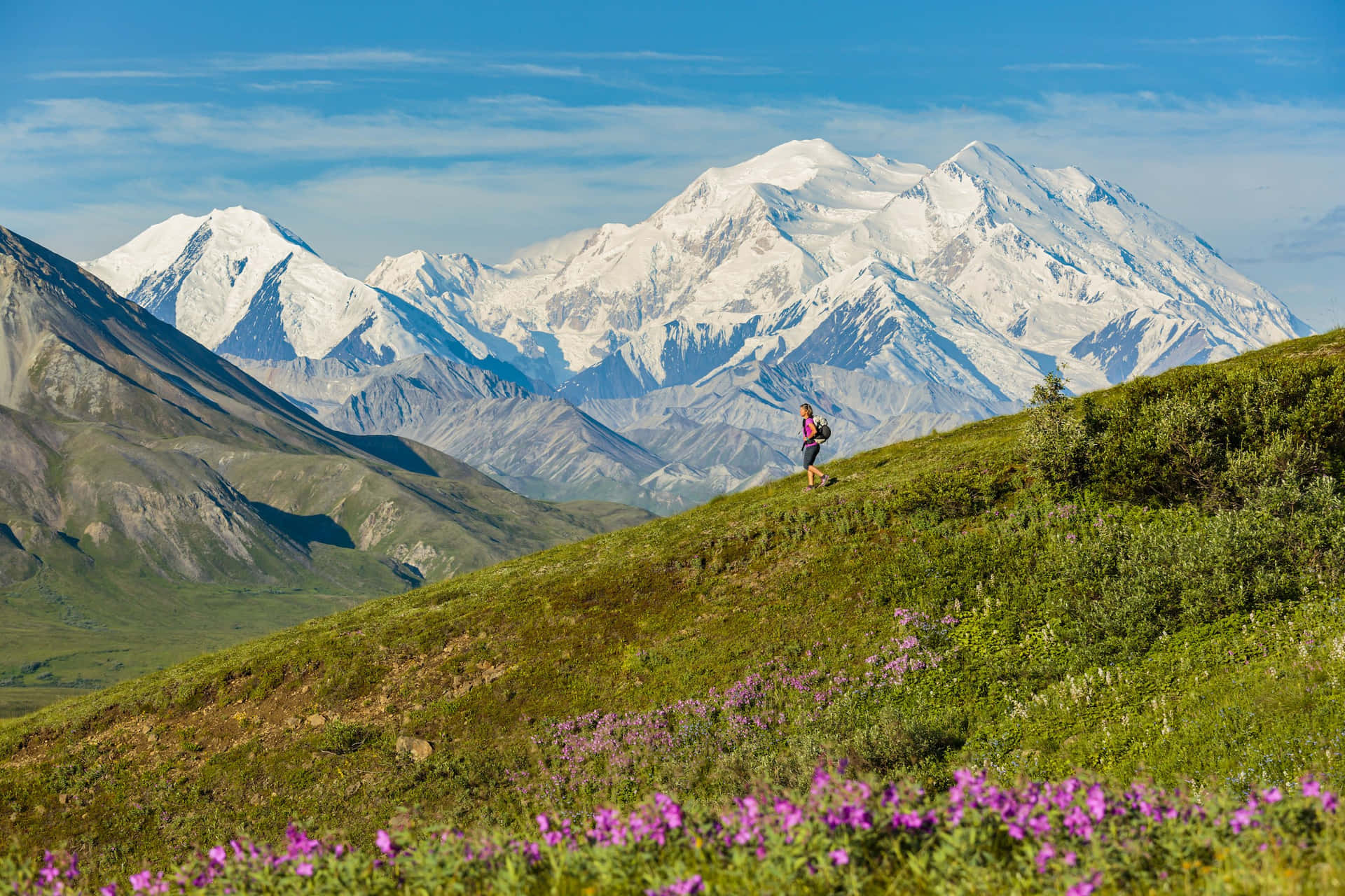  壁紙 — 一位孤獨的徒步旅行者穿越陽光普照的高山草甸，點綴著紫色野花，下方是德納利高聳的雪峰。