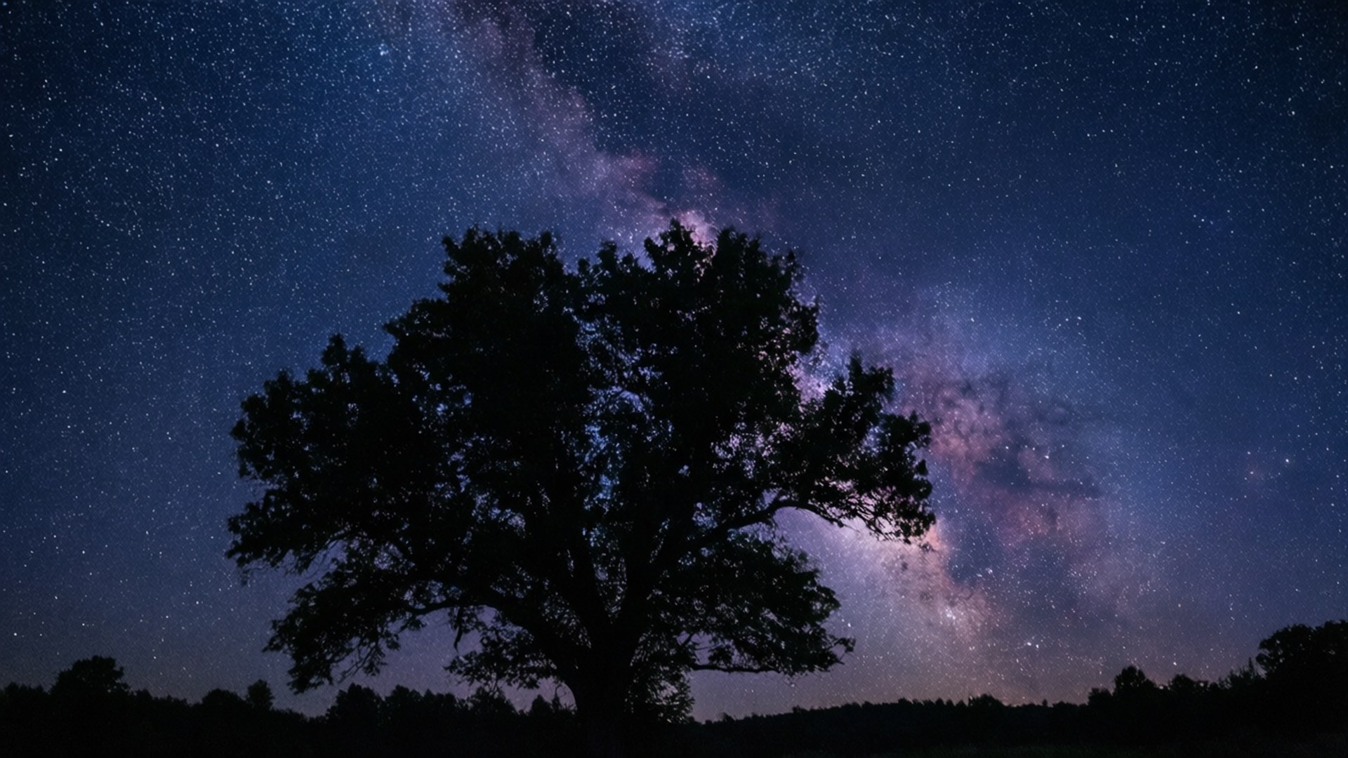 在星空夜空下，樹影與可見的銀河系。