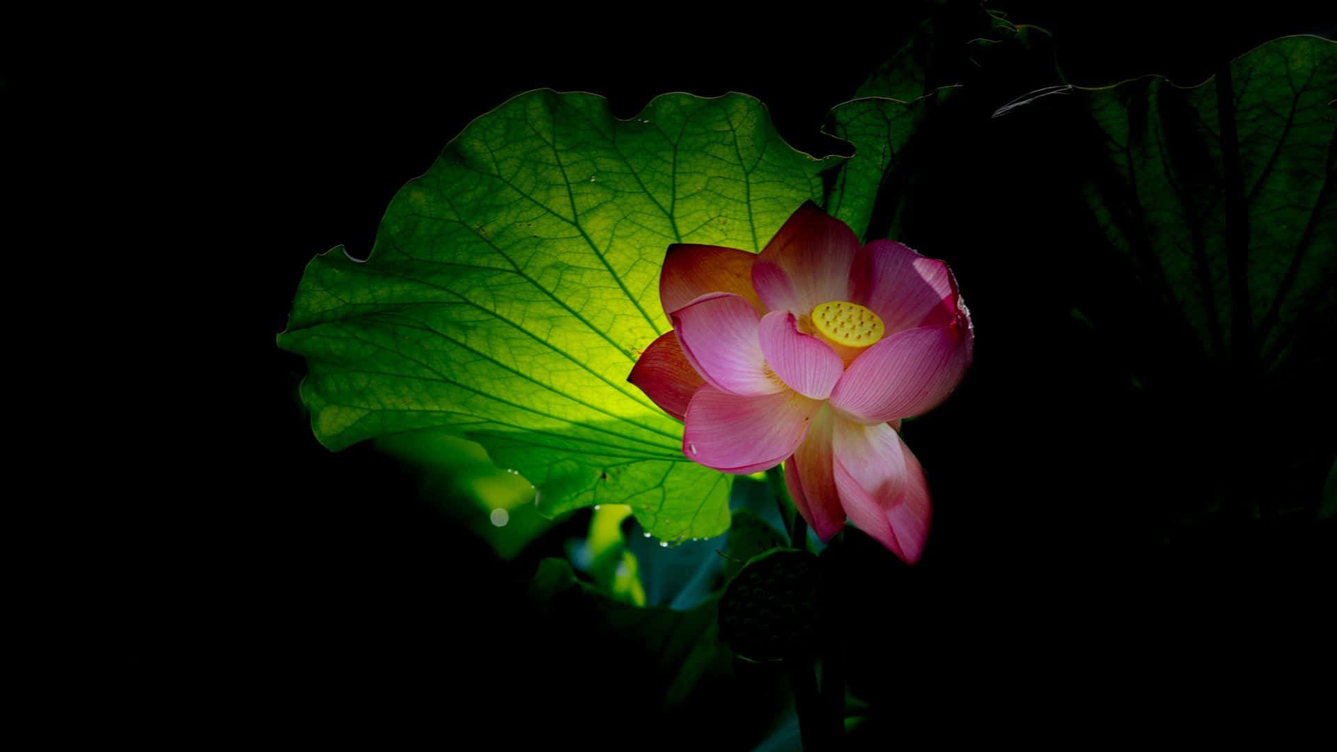  壁紙 — 一朵發光的粉紅色蓮花在黑色背景下綻放，旁邊有一片發光的綠葉。
