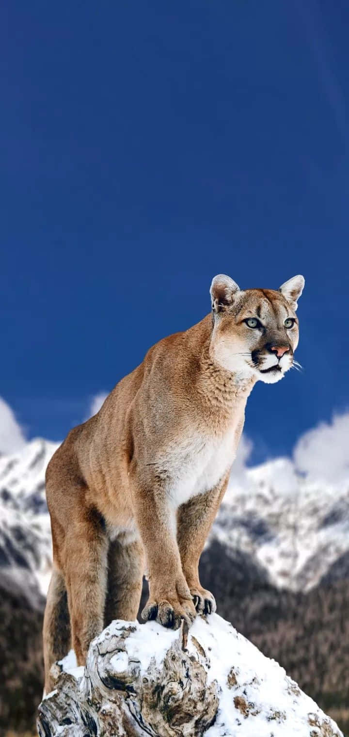  壁紙 — 一隻雄偉的美洲獅警覺地站在灑滿雪花的岩石上，背景是深藍色的天空和積雪的山脈。