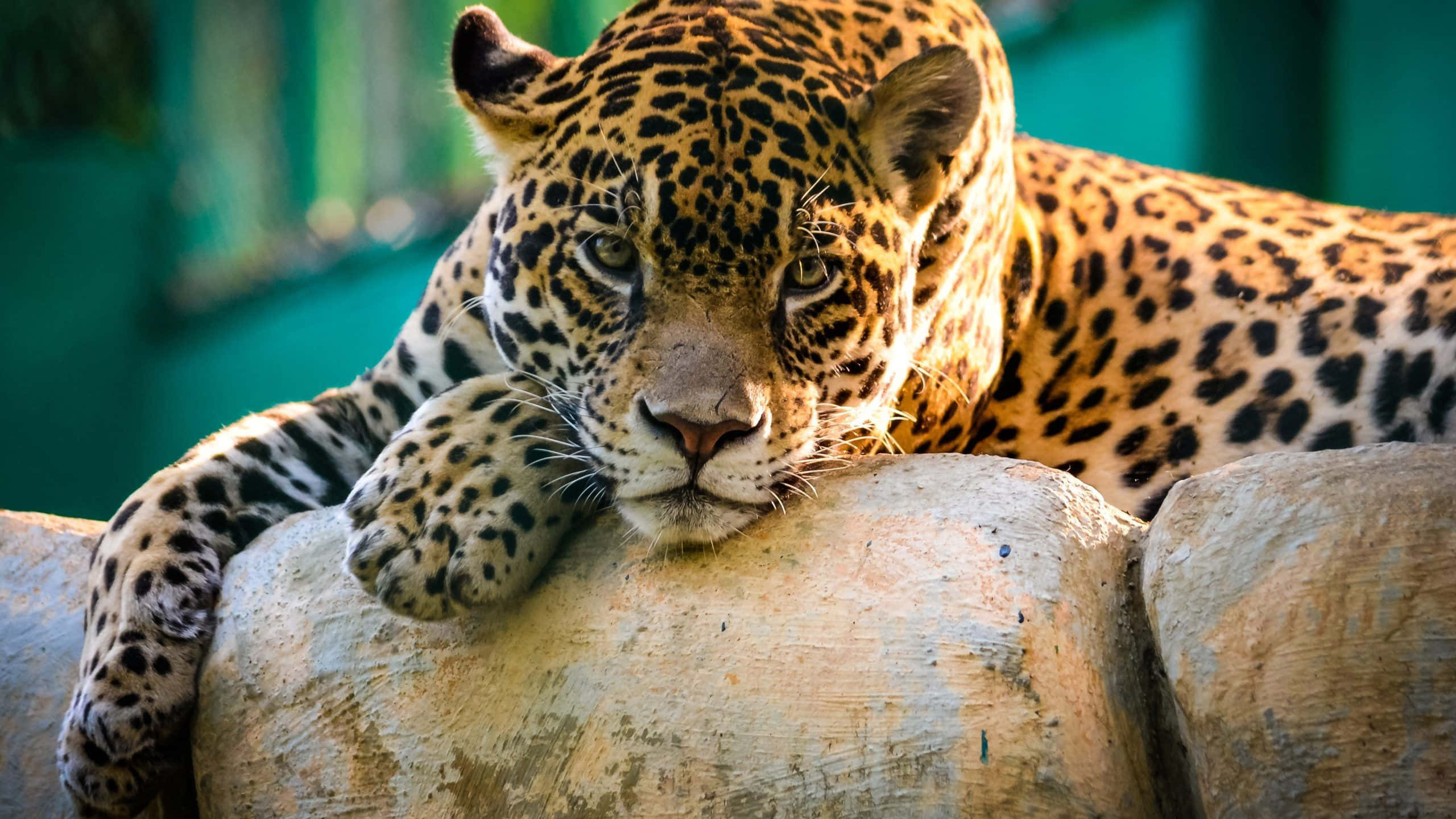 4K Wildlife 桌布 壁紙 — 一隻威嚴的美洲豹將頭靠在風化的石緣上，用強烈的金色眼睛凝視前方。