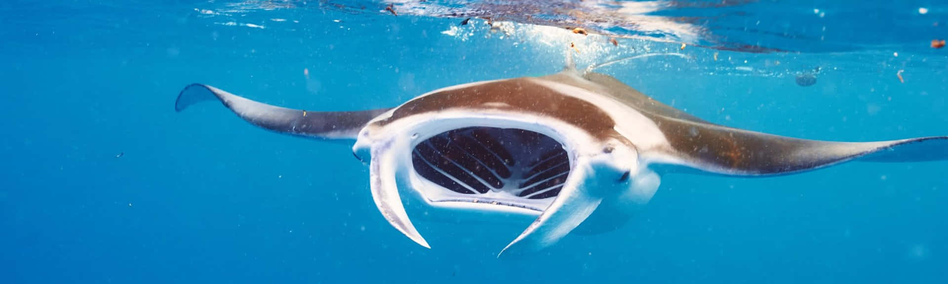 Manta Rays 桌布 壁紙 — 一隻雄偉嘅魔鬼魚喺陽光照射嘅水面附近，優雅噉滑過清澈嘅藍色海水。