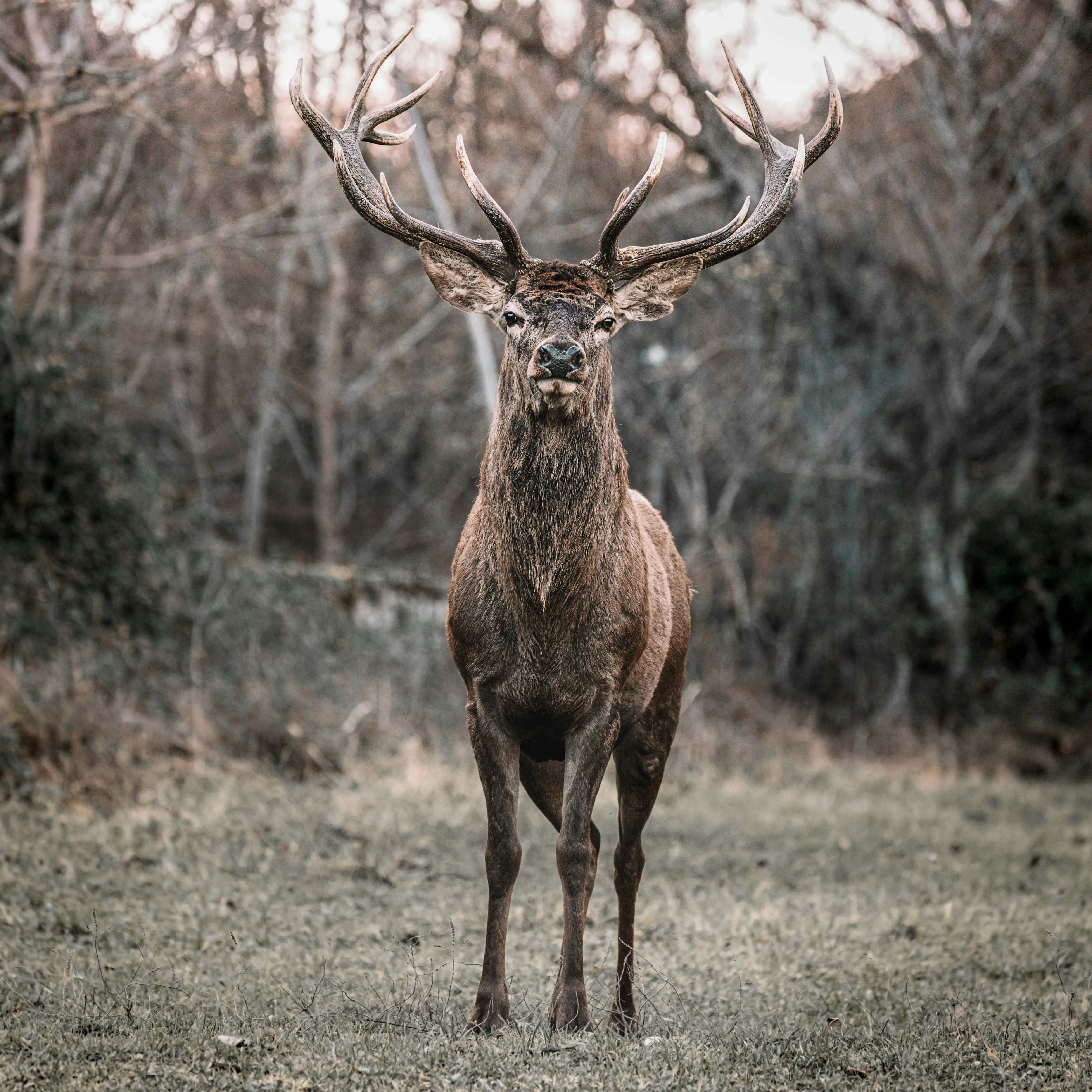 Stag 桌布 壁紙 — 一隻雄偉的雄鹿，長著巨大的鹿角，在暮色中警覺地站在一片柔和的森林空地上。