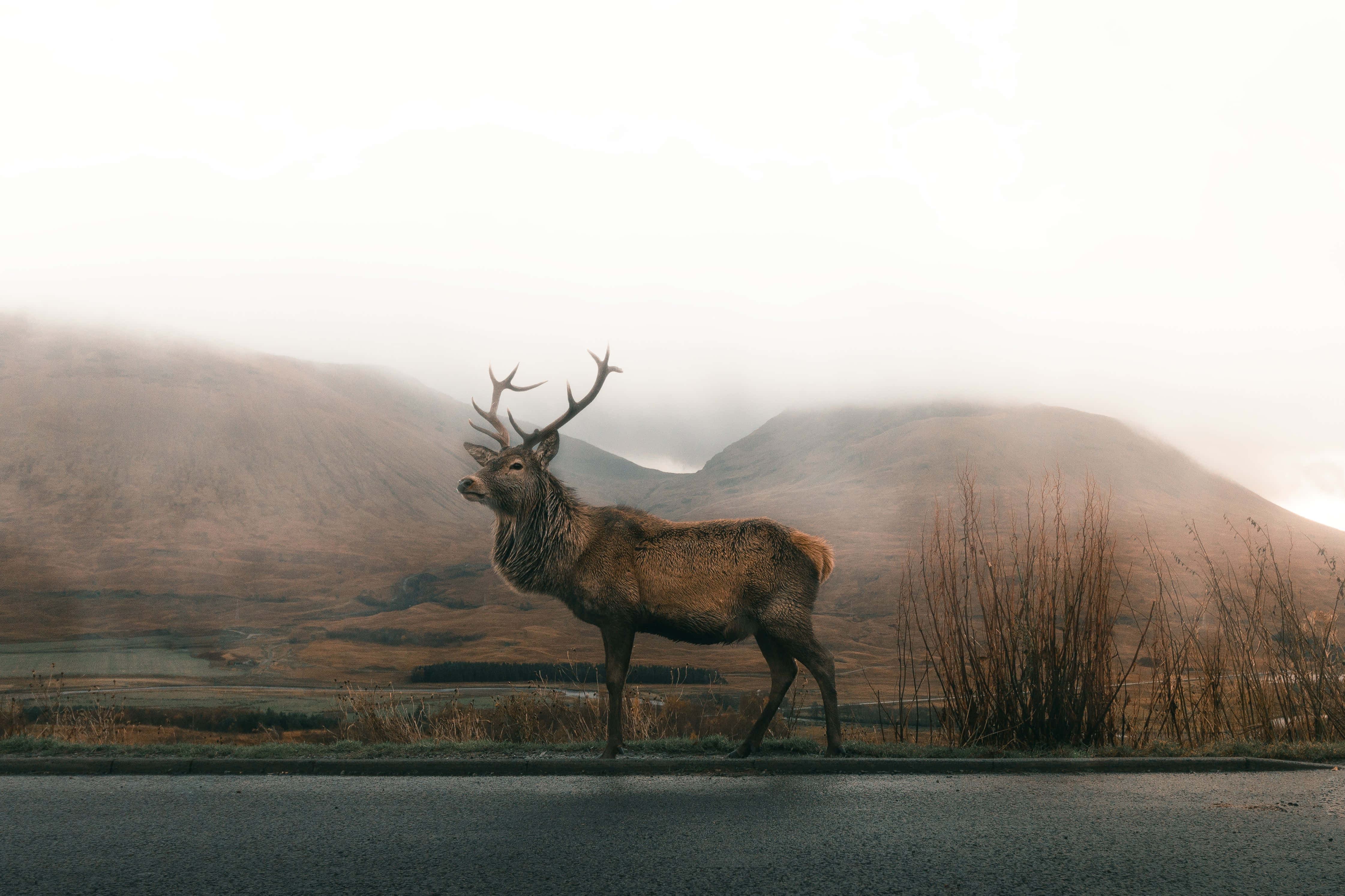 Stag 桌布 壁紙 — 一隻雄偉的雄鹿長著大角，站在路上，霧濛濛的山巒漸漸消失在柔和的金色黎明中。