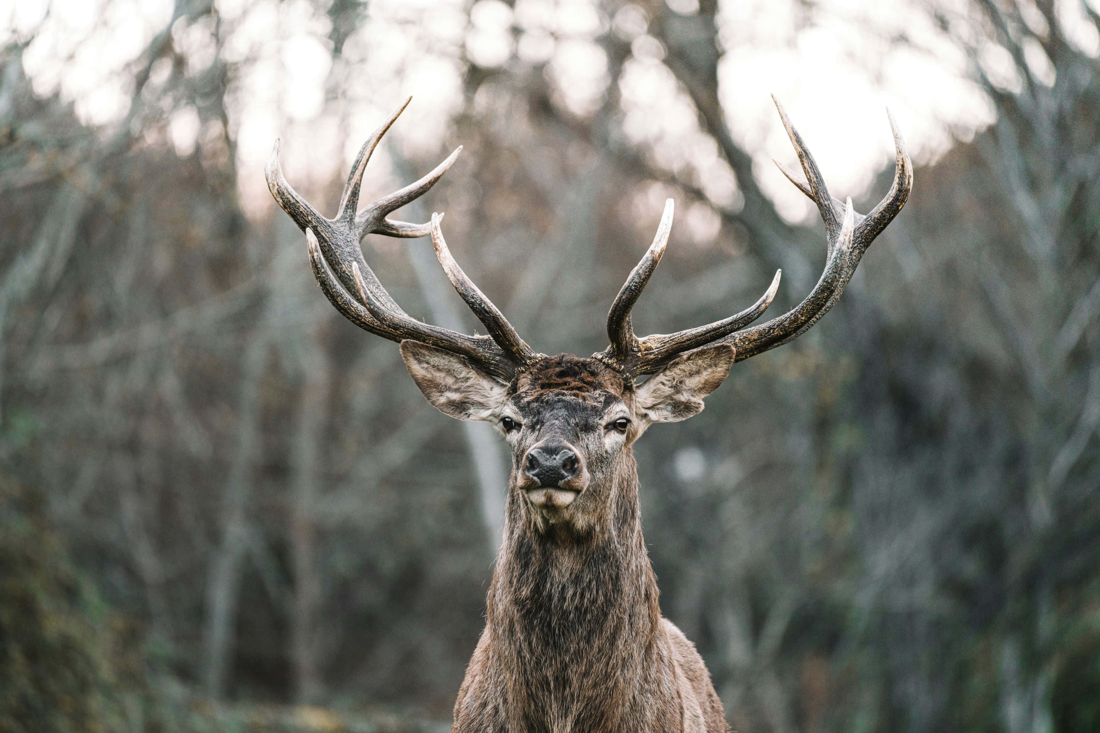 Stag 桌布 壁紙 — 一頭雄偉的雄鹿，長著巨大的鹿角，在柔焦的森林中直視鏡頭。