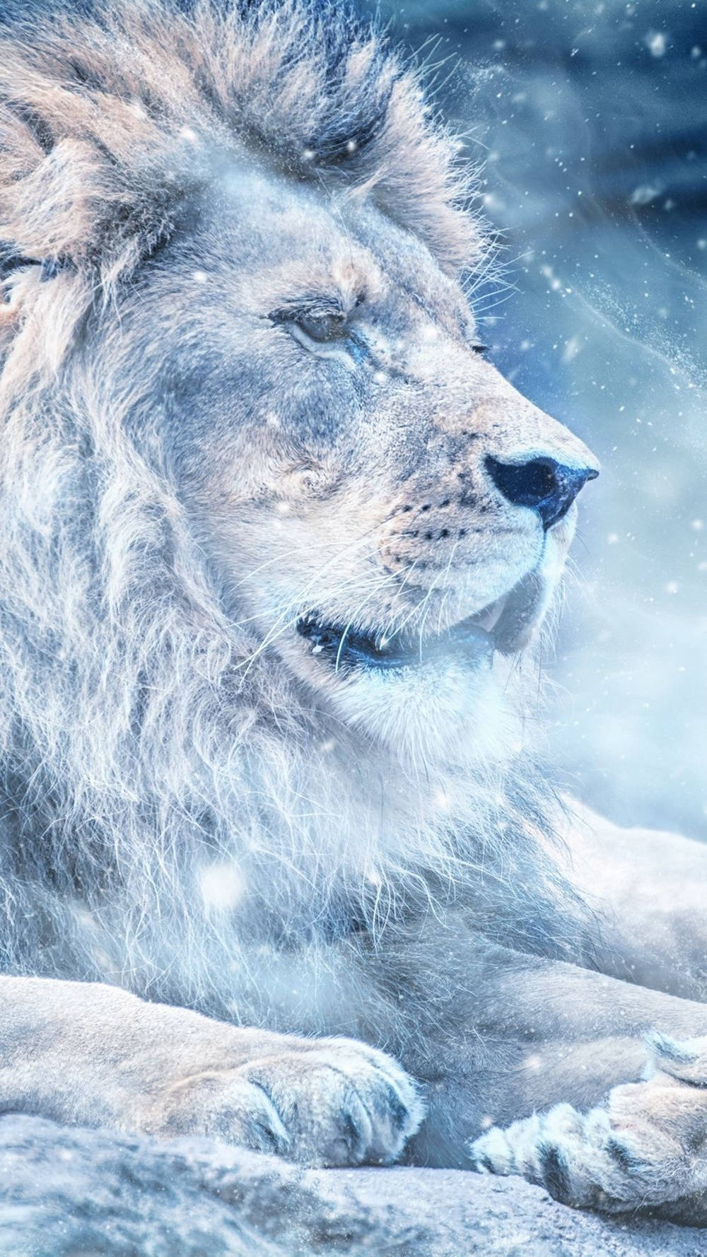 一頭白獅在雪花飄落的雪地環境中休息。