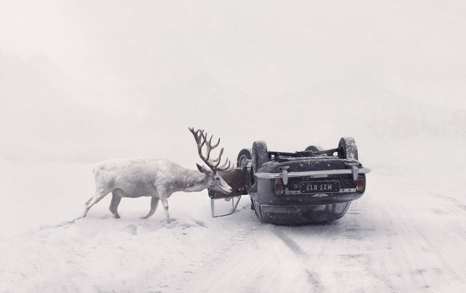 白雪覆蓋的山中，一頭馴鹿站在翻倒的汽車旁。