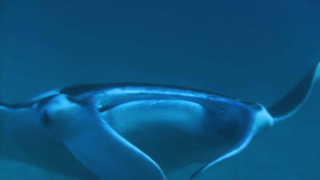 Manta Rays 桌布 壁紙 — 一隻魔鬼魚張開寬闊的翅膀，優雅地在深藍色的海洋中滑行。