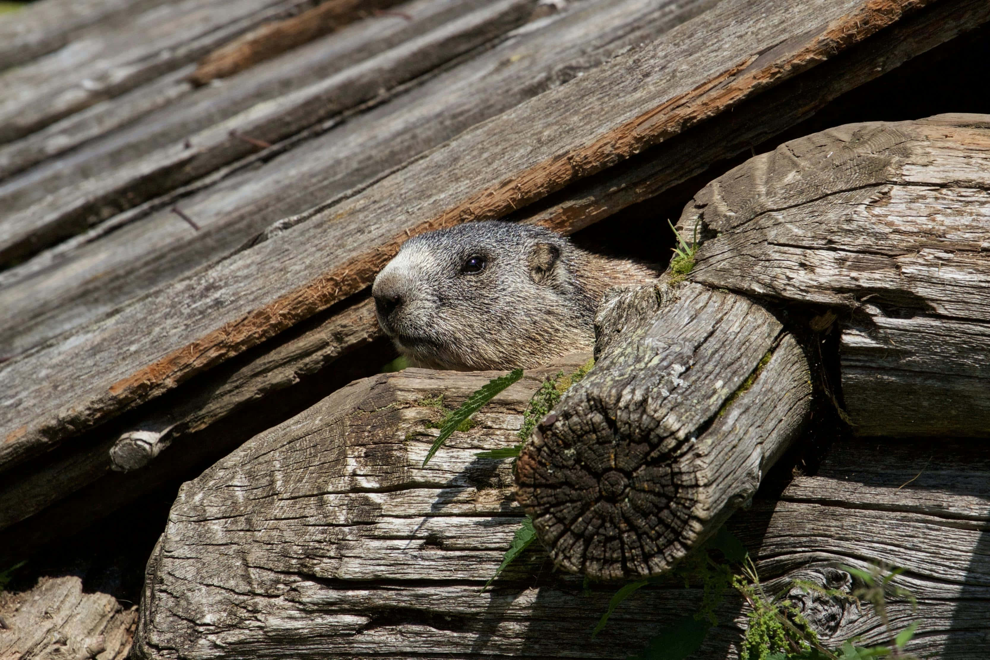 Woodchuck 桌布 壁紙 — 一隻土撥鼠好奇地從經風吹日曬的木頭之間探出頭來，沐浴在明亮的陽光下。