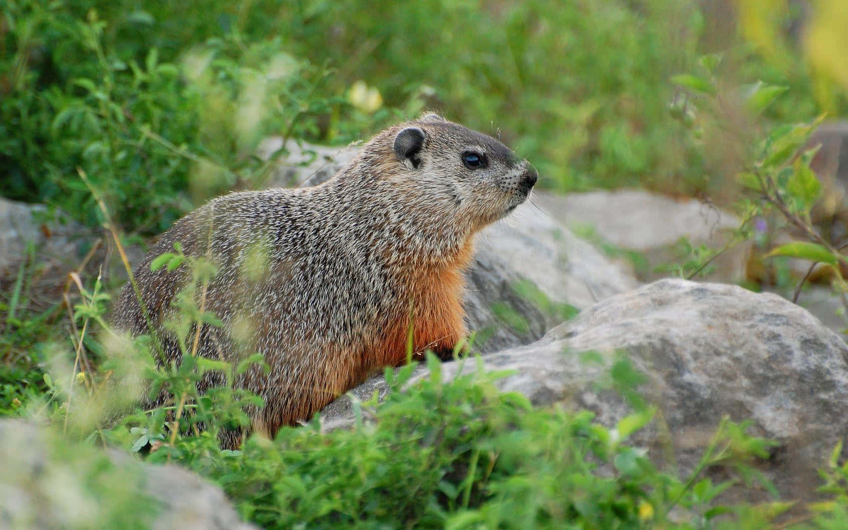 Woodchuck 桌布 壁紙 — 一隻灰橙色毛的土撥鼠警覺地坐在陽光明媚的草地上，周圍是綠色樹葉和灰色岩石。