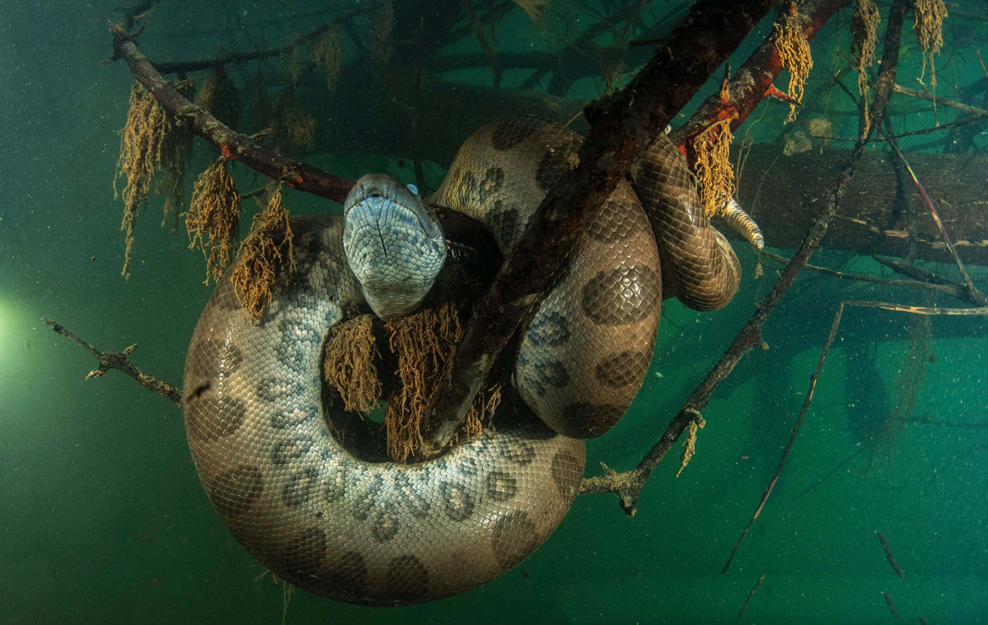Anaconda 桌布 壁紙 — 一條巨大的水蟒纏繞在渾濁綠水中的水下樹枝上，樹枝上掛著苔蘚。