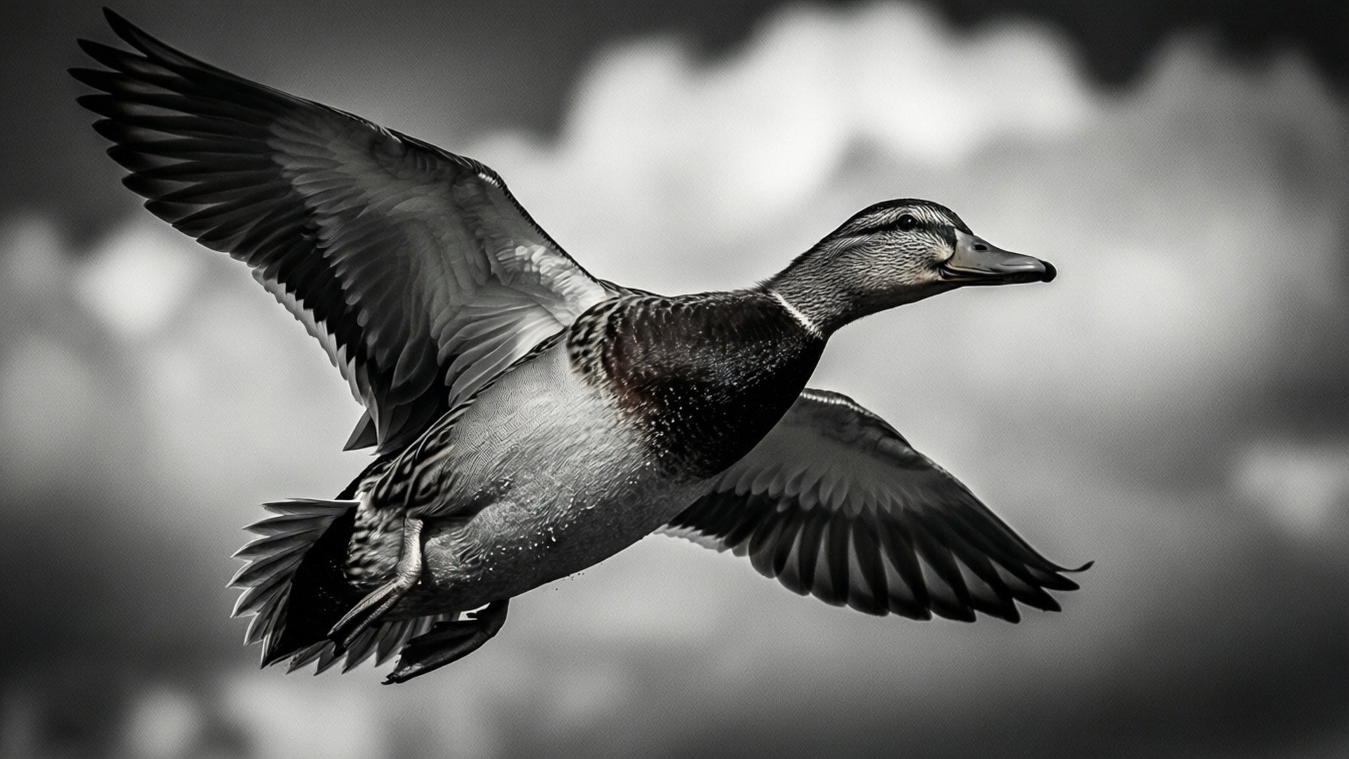 Flight in Monochrome 壁紙 — 一隻單色鴨子在飛行中展翅翱翔，背景是柔和模糊的天空。