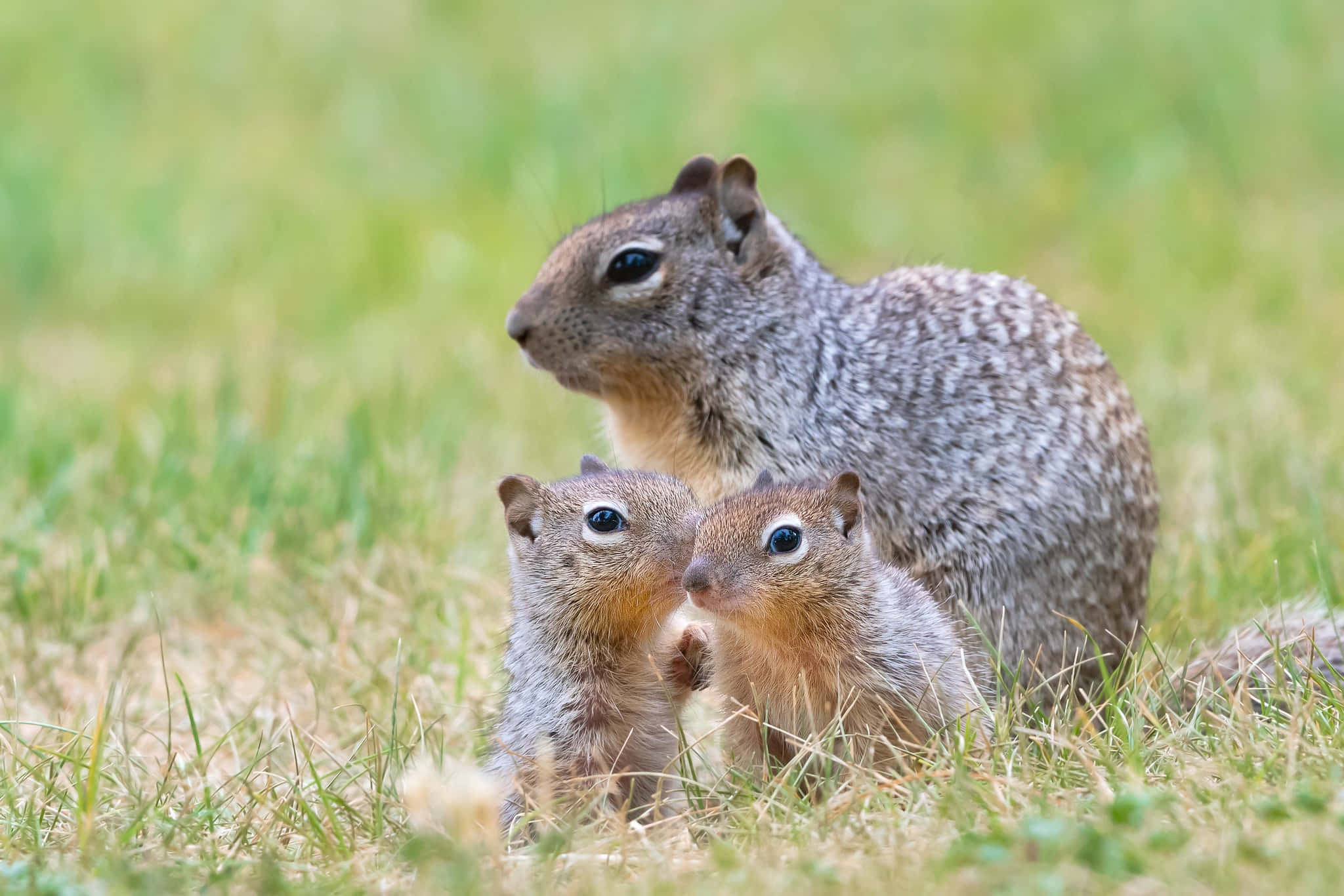 Gopher 桌布 壁紙 — 一隻松鼠媽媽和兩隻小松鼠一起坐在陽光普照的草地上，背景柔和。