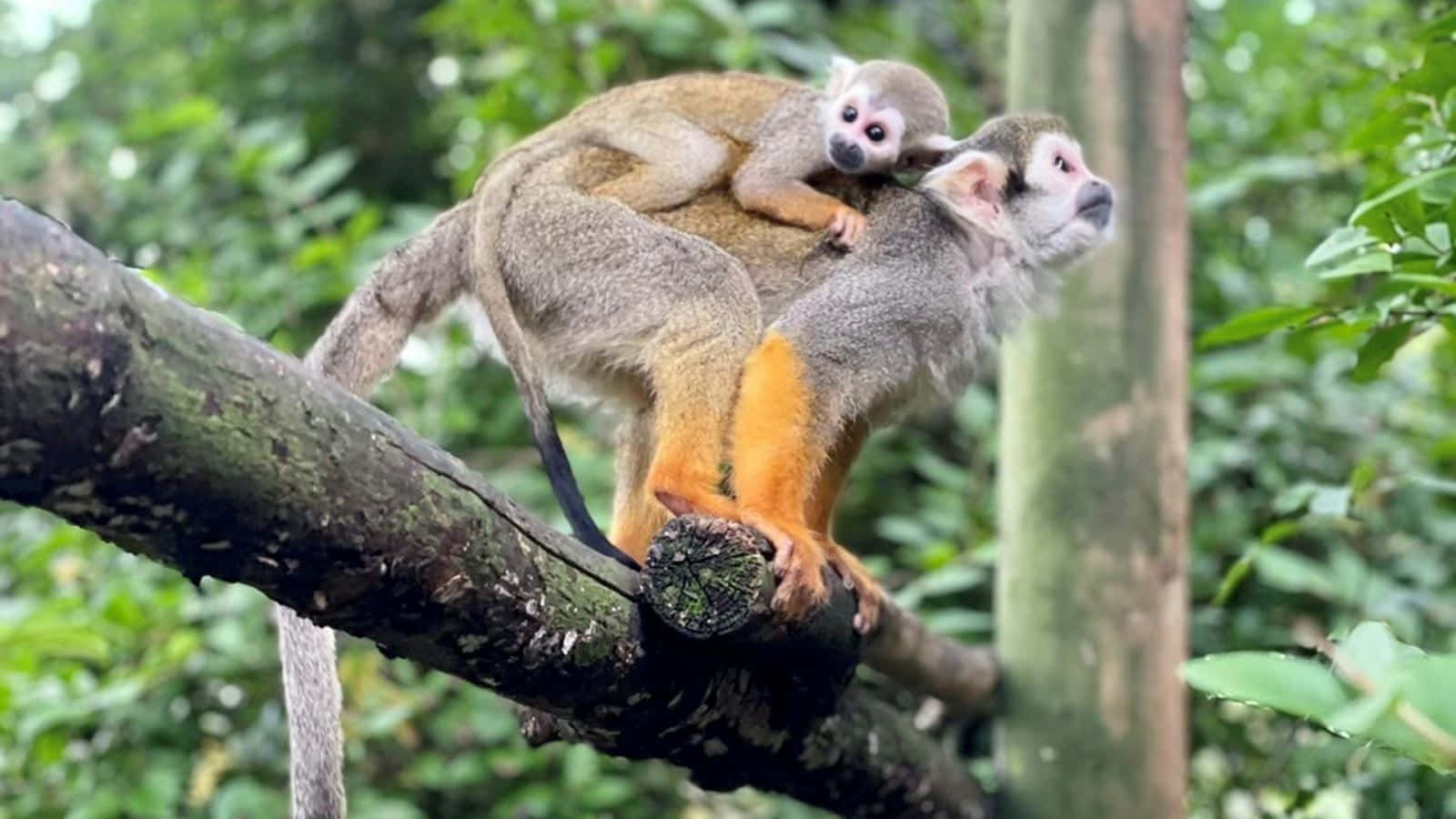 Squirrel Monkey 桌布 壁紙 — 一隻母松鼠猴背著寶寶，一起棲息在長滿苔蘚的樹枝上，身處茂密的綠色森林中。