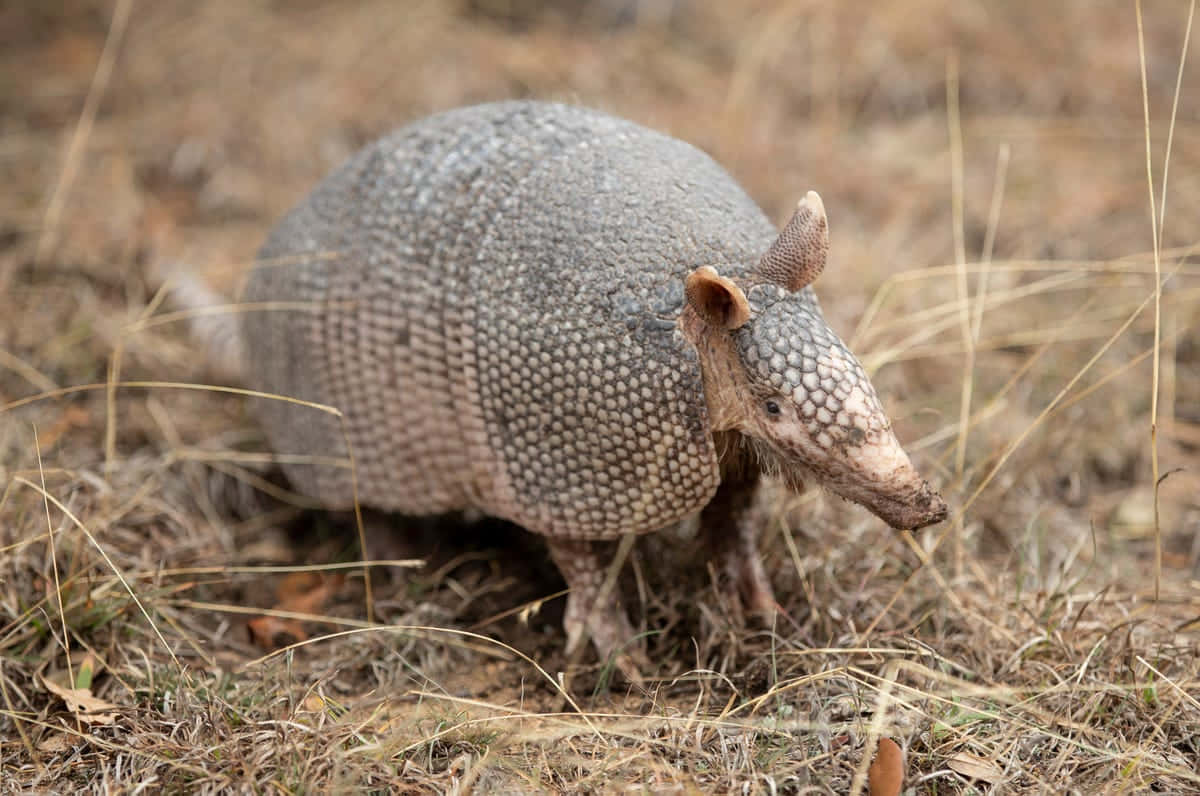 armadillo 桌布 壁紙 — 一隻九帶犰狳穿過乾草，其裝甲殼和尖鼻子清晰可見。