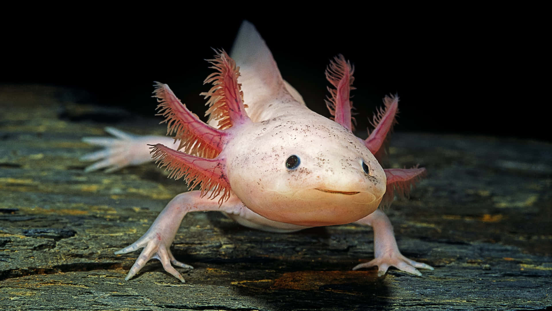 迷人的 axolotl 在其自然棲息地 壁紙 — 一隻蒼白的墨西哥蠑螈，帶有羽毛狀粉紅色鰓，棲息在風化的木頭上，背景為黑色。