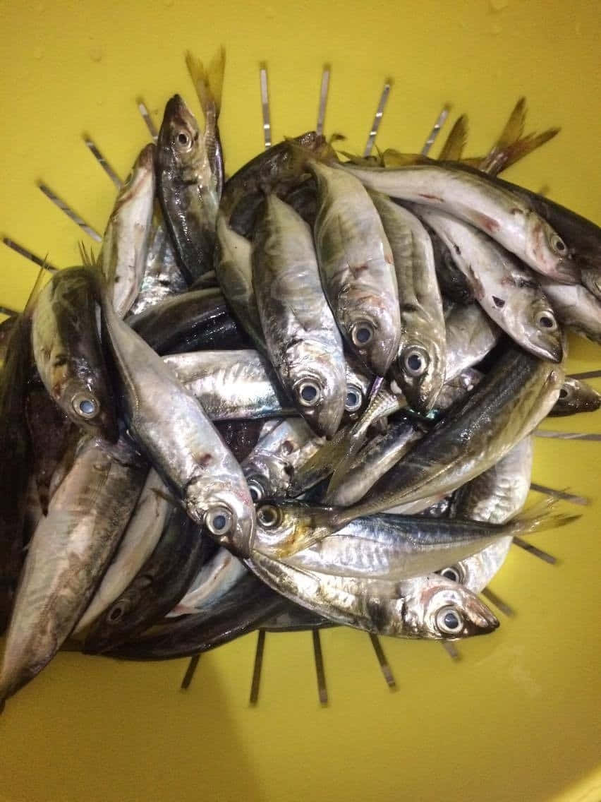 Anchovy 桌布 壁紙 — 一堆剛捕獲的銀色魚，眼睛像玻璃一樣，放在一個亮黃色的塑料桶中。