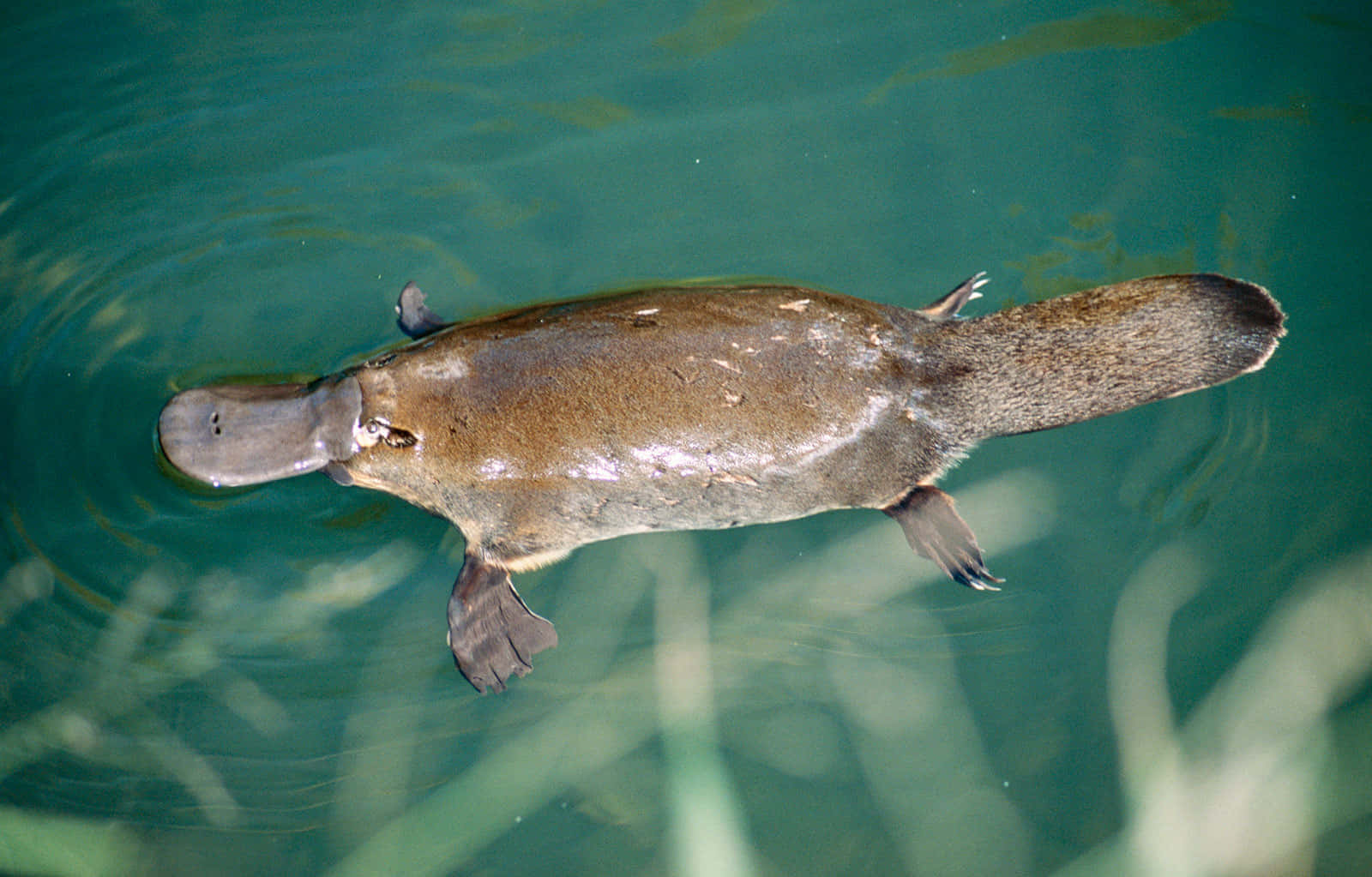 Platypus 桌布 壁紙 — 一隻鴨嘴獸優雅地滑過清澈的綠色水面，漣漪緊隨其流線型的身體。