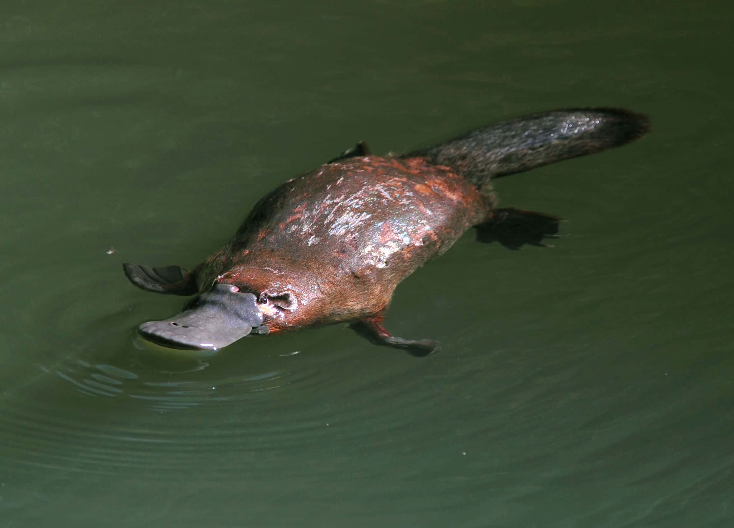 Platypus 桌布 壁紙 — 一隻鴨嘴獸以其獨特的喙和蹼足在平靜的綠色水中優雅地游動，激起輕柔的漣漪。