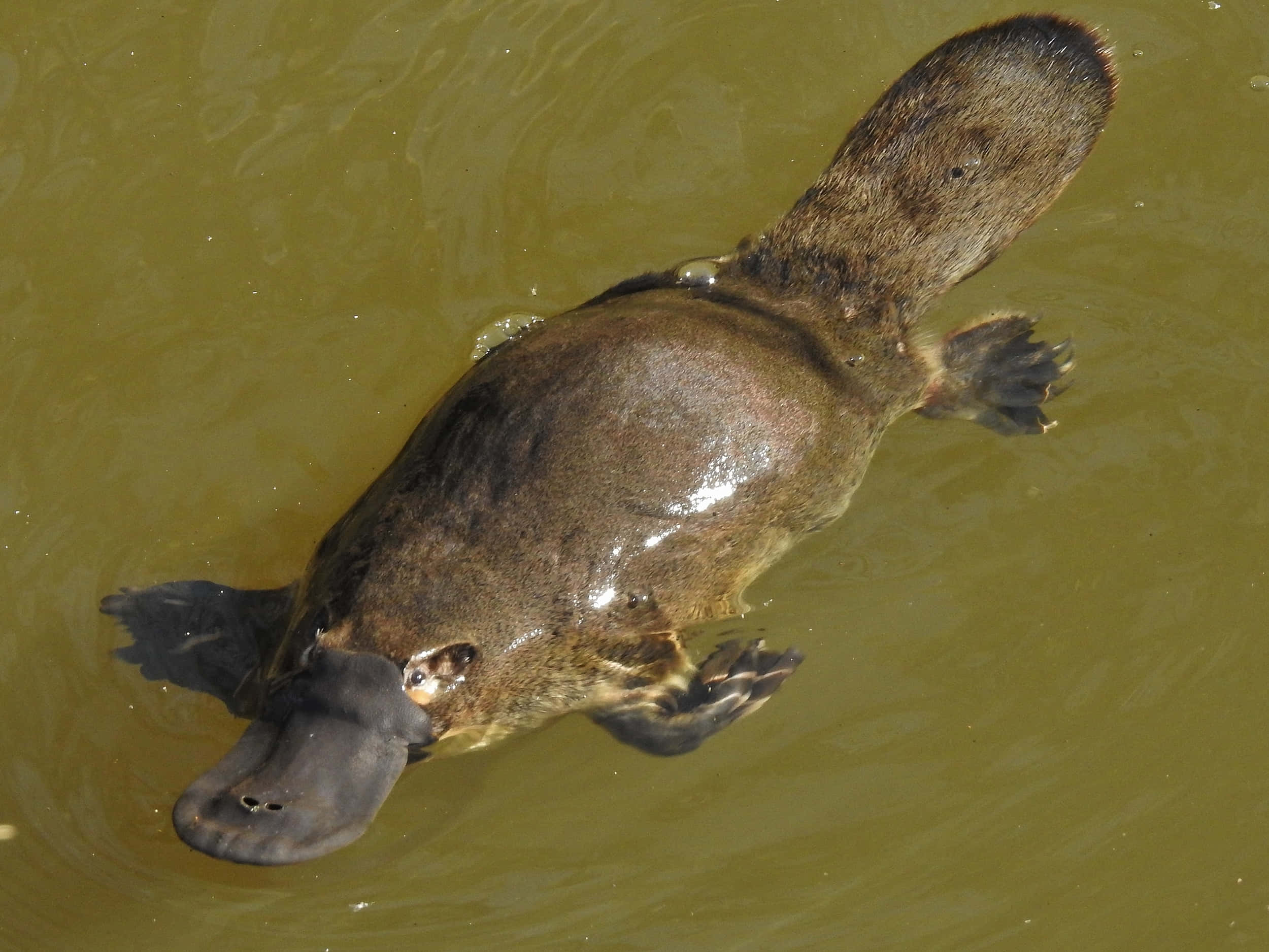 Platypus 桌布 壁紙 — 鴨嘴獸優雅地在渾濁的綠色水中游泳，其獨特的喙和蹼足清晰可見。