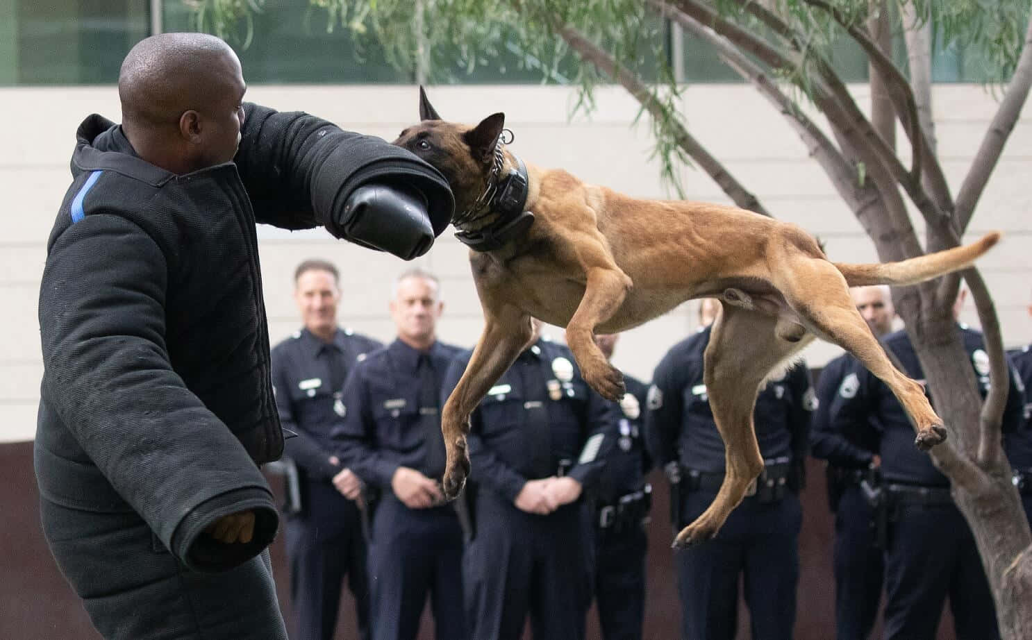  壁紙 — 一隻警犬K9在半空中跳起，咬住訓練員手持的軟墊目標，背景有警員觀看。