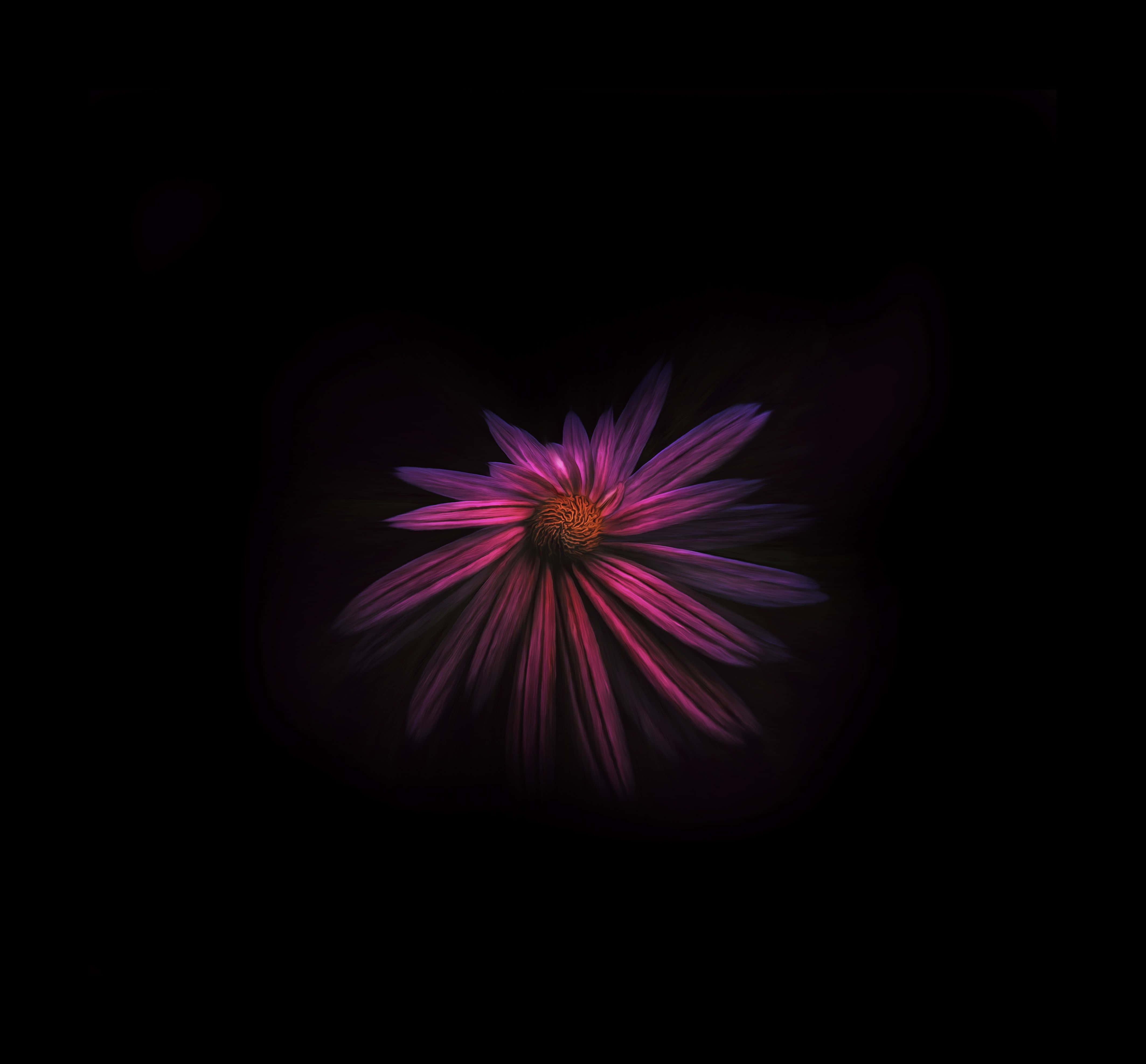 Dark Flower 桌布 壁紙 — 一朵燦爛的紫色花朵在漆黑背景中發光，柔和的光芒從其中心散發出來。