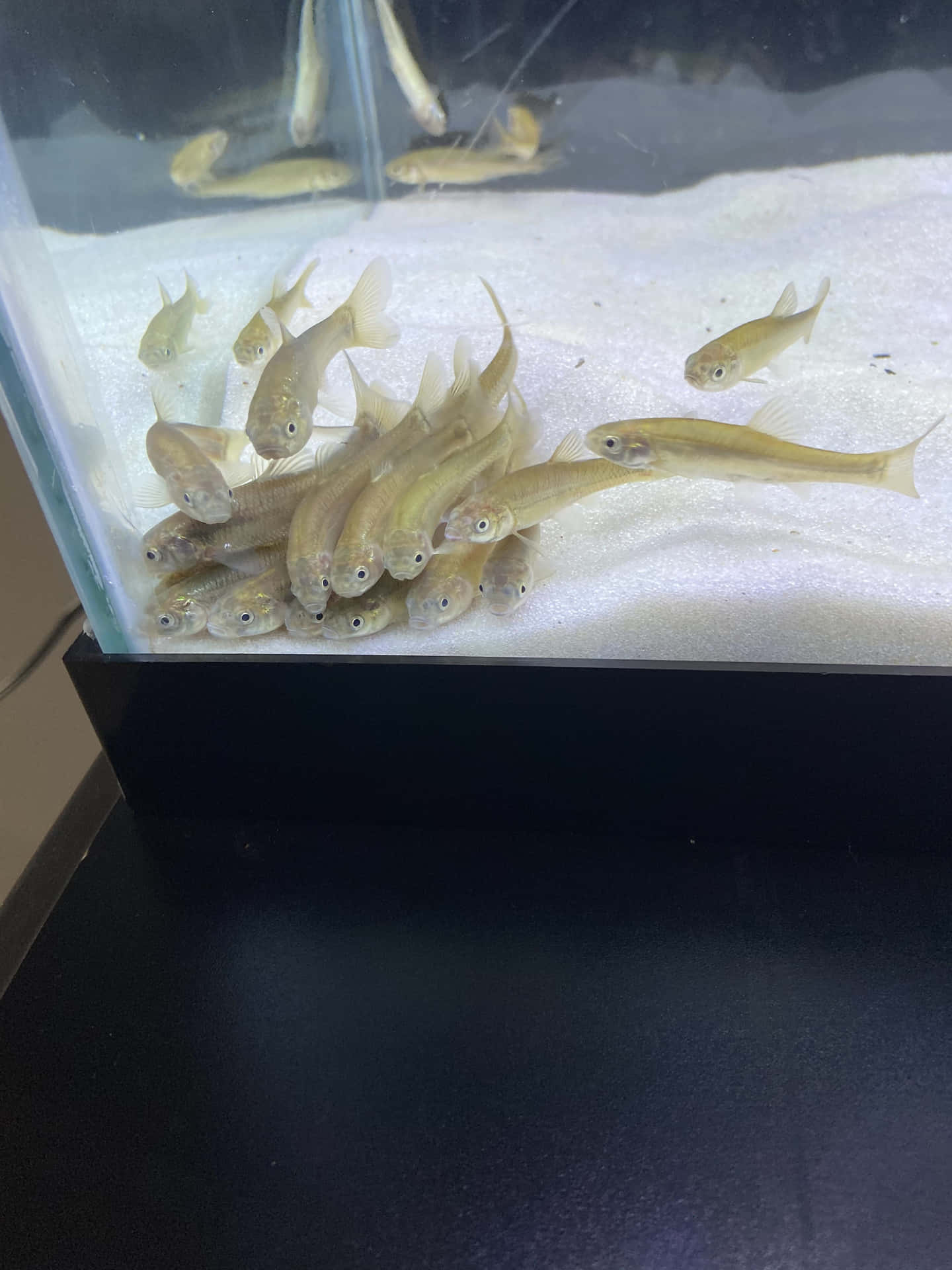  壁紙 — 一群細小半透明的魚聚集在透明水族箱的白沙上，底部為深色。