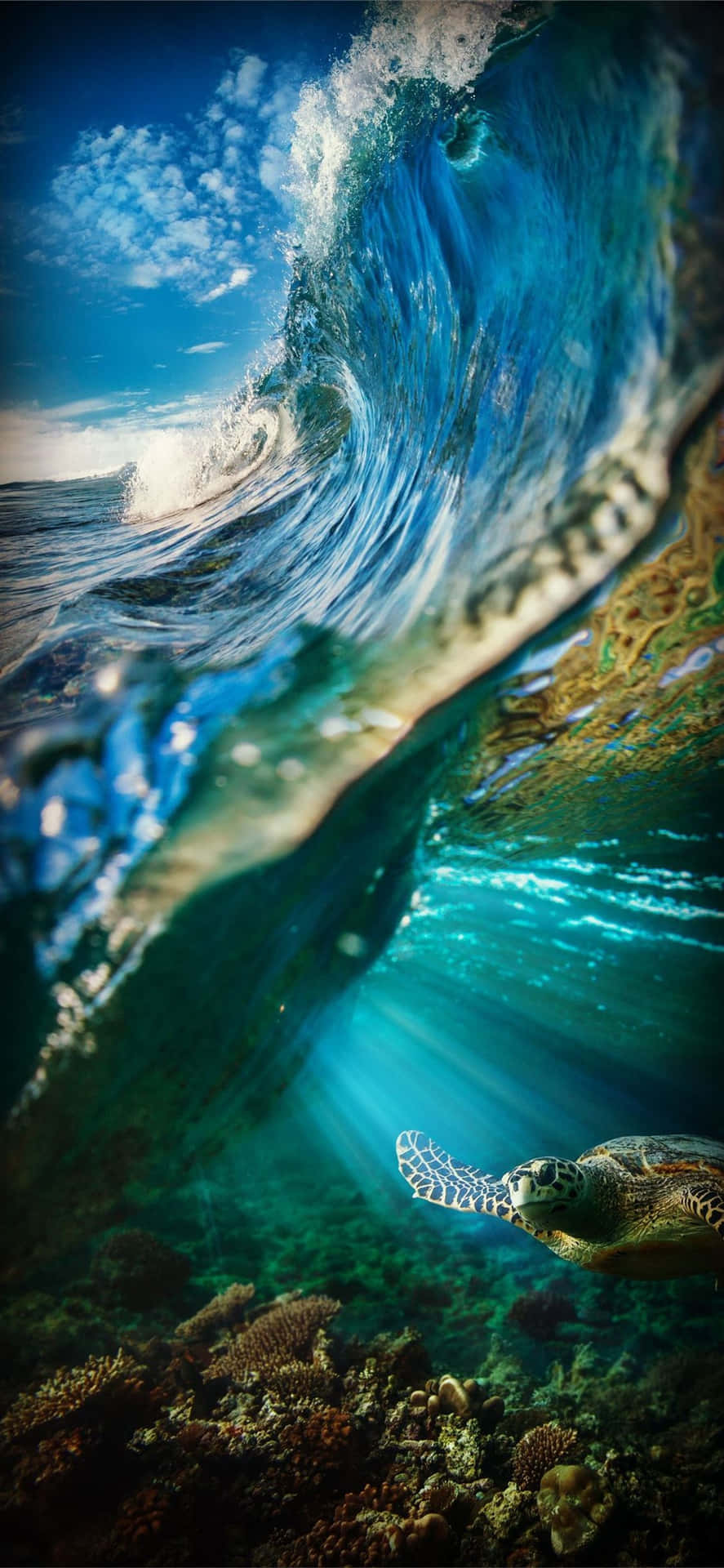  壁紙 — 一隻海龜在 towering 的海浪下優雅地滑行，陽光從上方穿透海水。