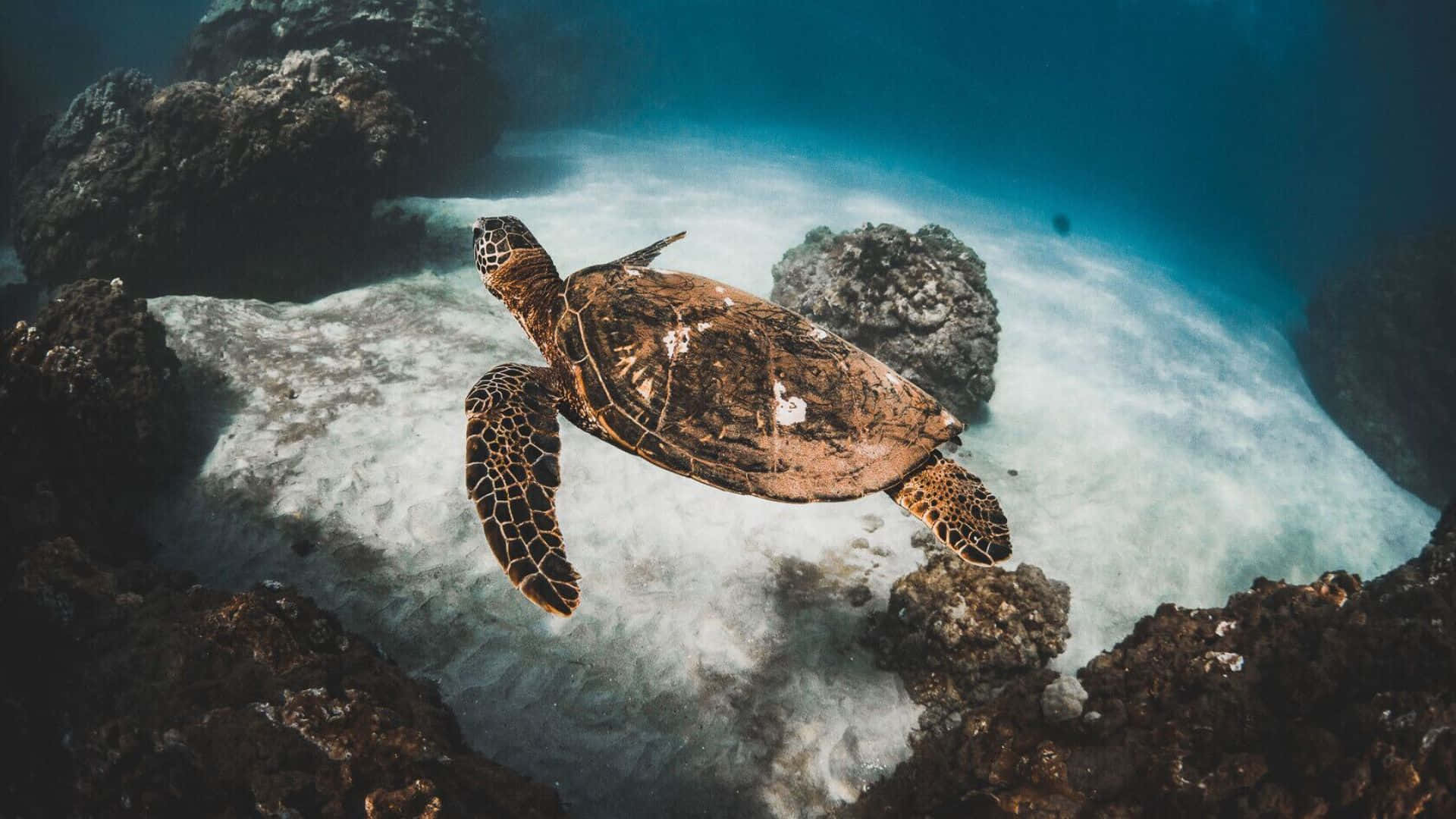  壁紙 — 一隻海龜優雅地滑過陽光照耀的沙質海床，周圍是水下深色珊瑚形成。