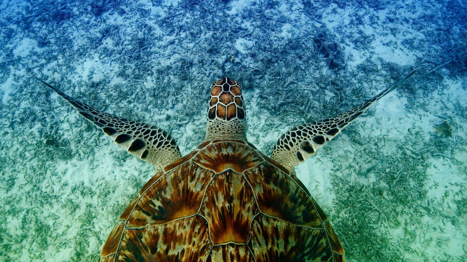  壁紙 — 一隻海龜在沙質海底上方清澈的碧綠海水中優雅地從頭頂滑過。