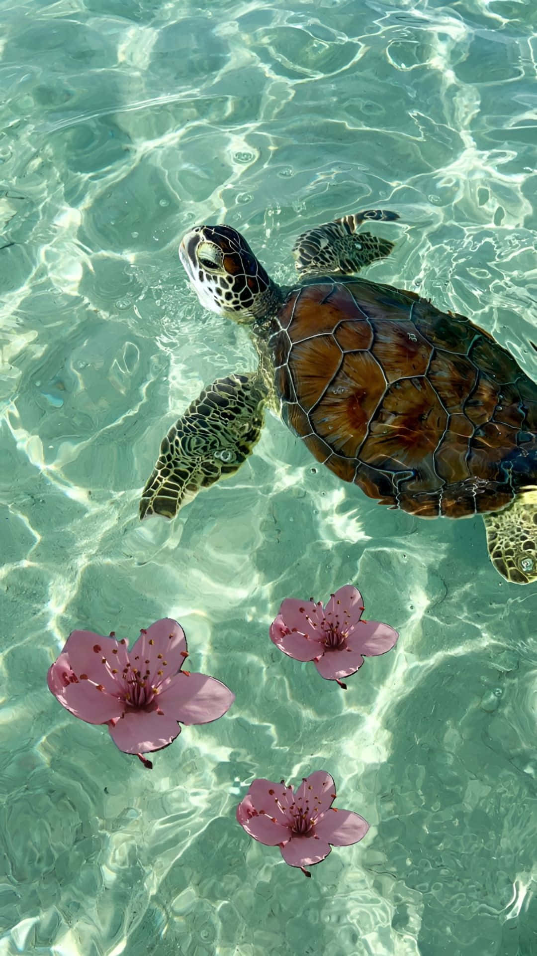  壁紙 — 一隻海龜優雅地滑過清澈碧綠的海水，伴隨著漂浮的粉紅色櫻花。
