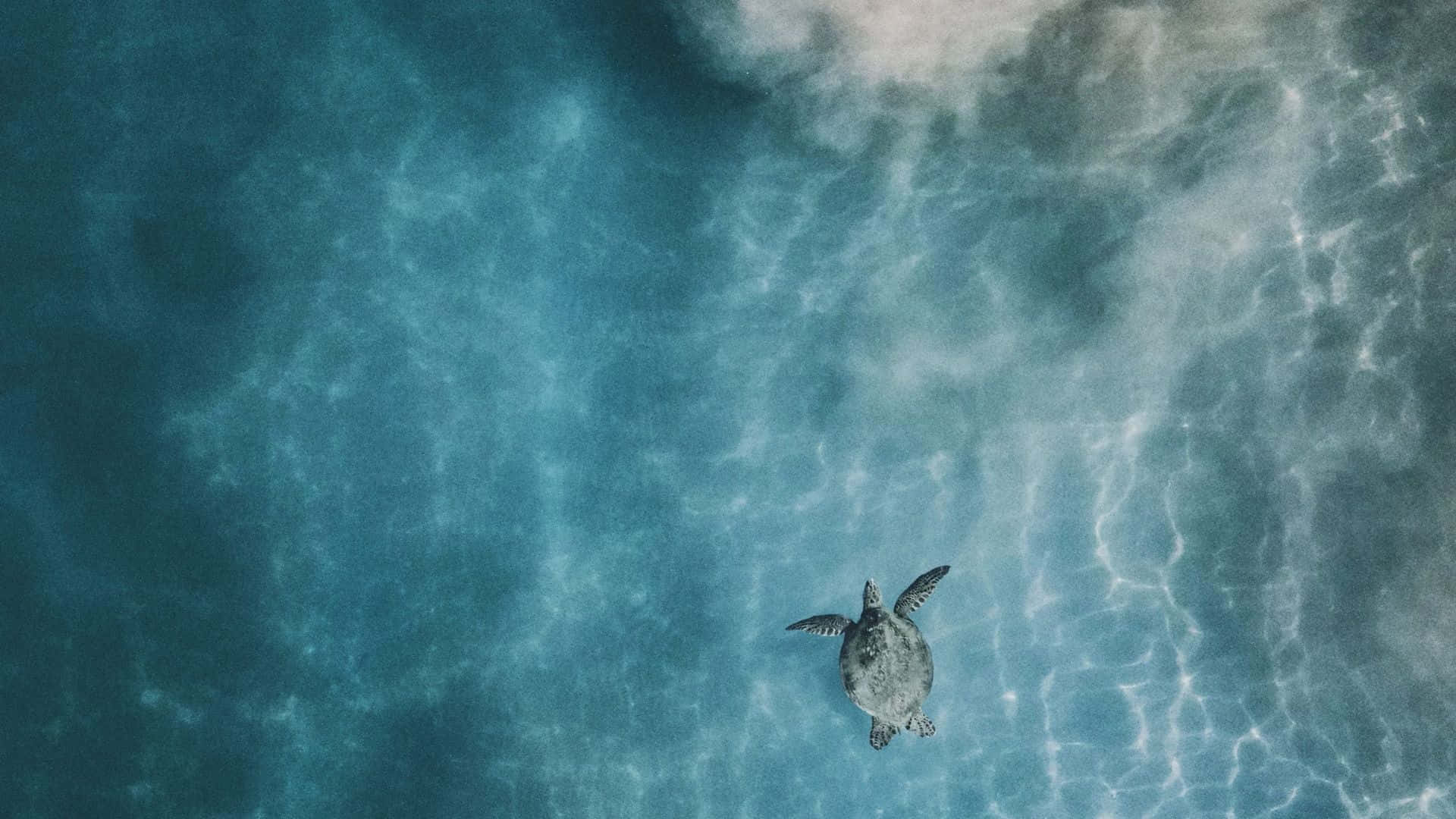  壁紙 — 一隻海龜從空中視角優雅地滑過陽光普照的碧綠海水。