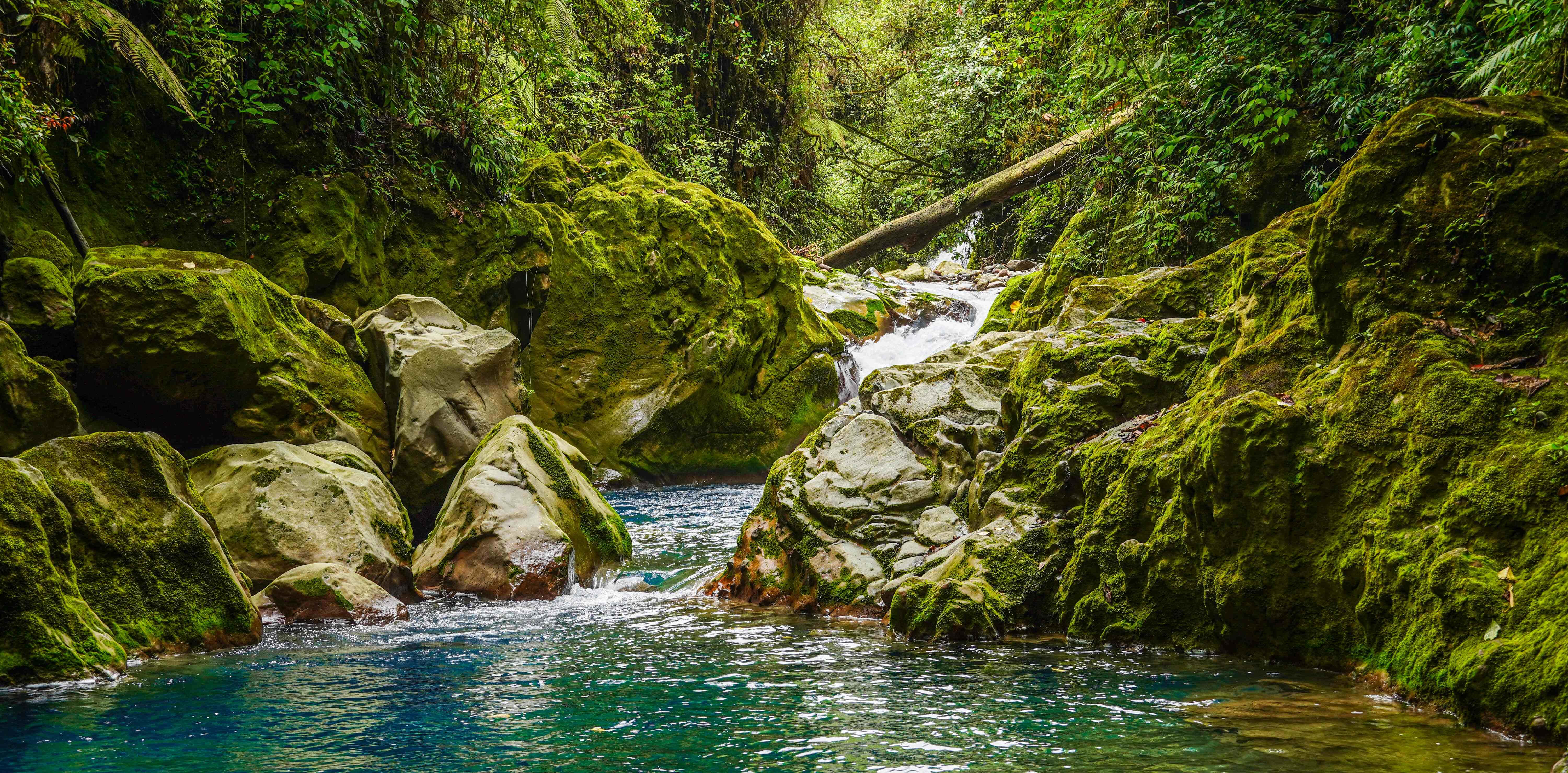藍色泉水環繞的叢林背景 壁紙 — 一條寧靜的熱帶溪流流過長滿苔蘚的岩石，穿過鬱鬱蔥蔥的綠色森林峽谷。
