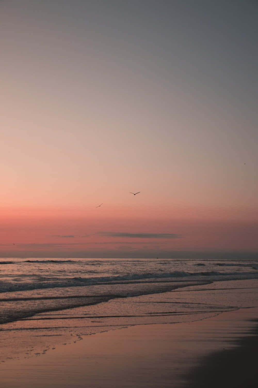 Sunset Photography 桌布 壁紙 — 日落時分的寧靜海灘，溫柔的海浪拍打著海岸，兩隻鳥兒在粉紅和紫色漸變的天空中形成剪影。
