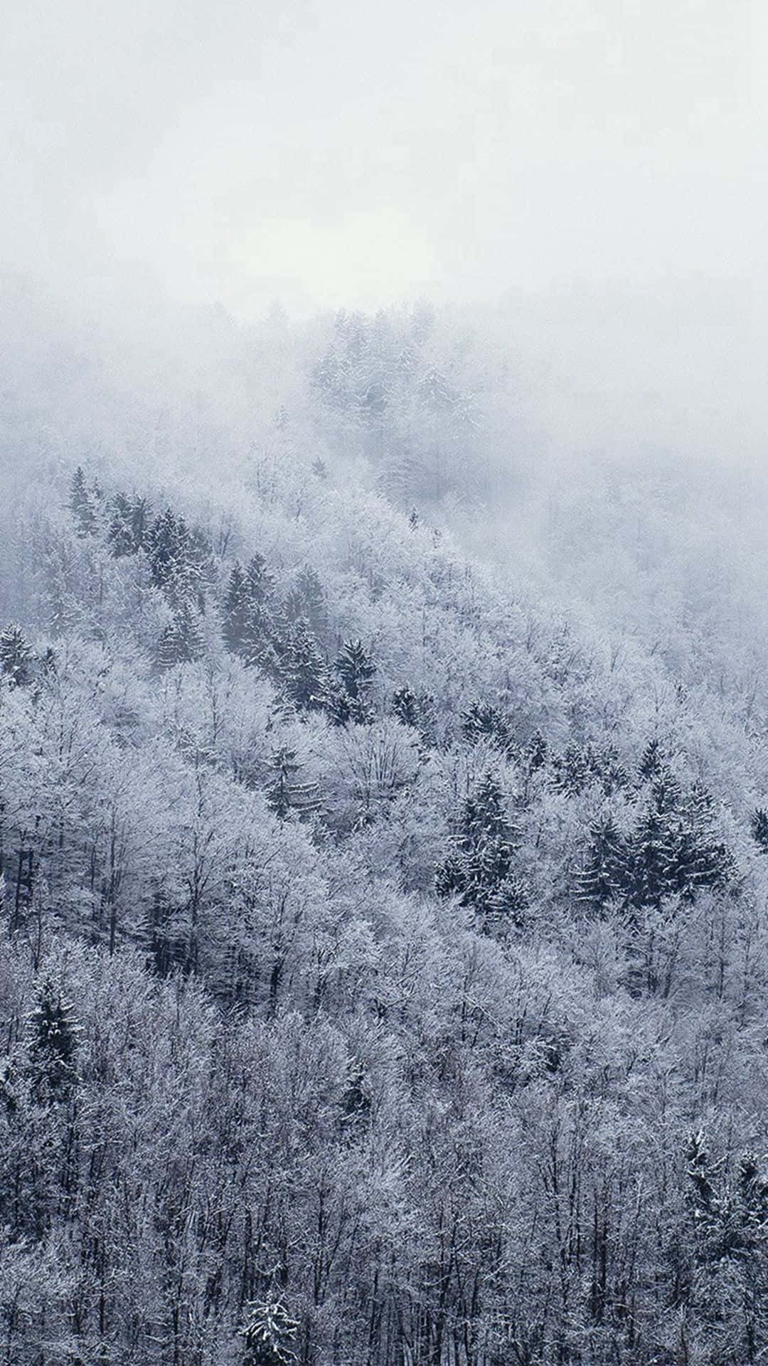 白色聖誕樹 iPhone 壁紙 — 一片寧靜的冬季森林，白雪覆蓋，霧氣從樹木中升起，天空蒼白。