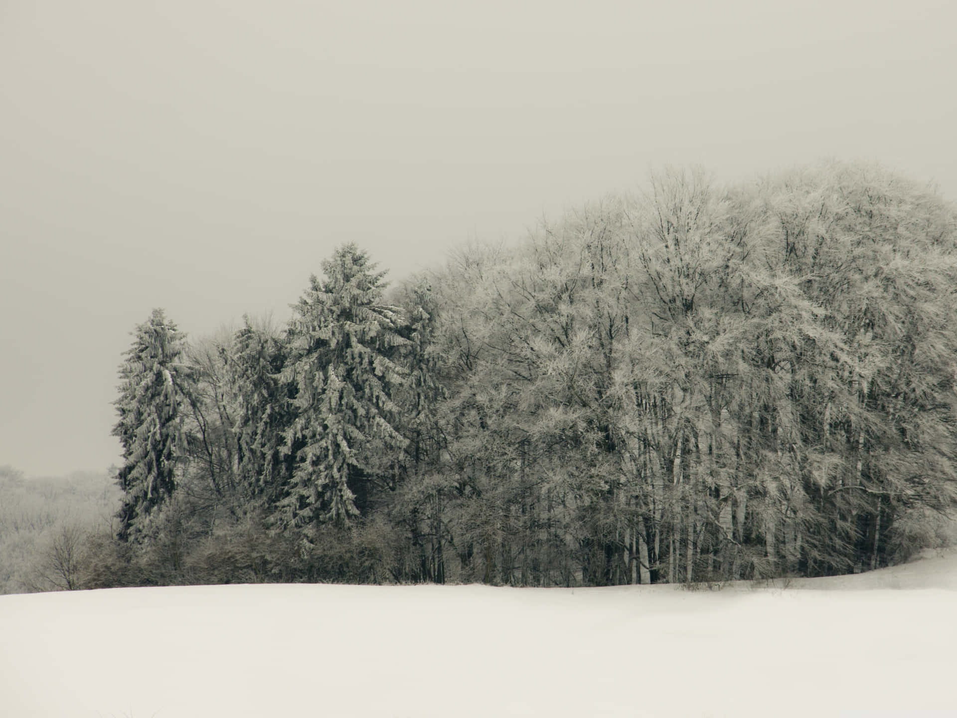  壁紙 — 寧靜的冬季景觀，白雪覆蓋的樹木映襯著柔和的灰色天空。