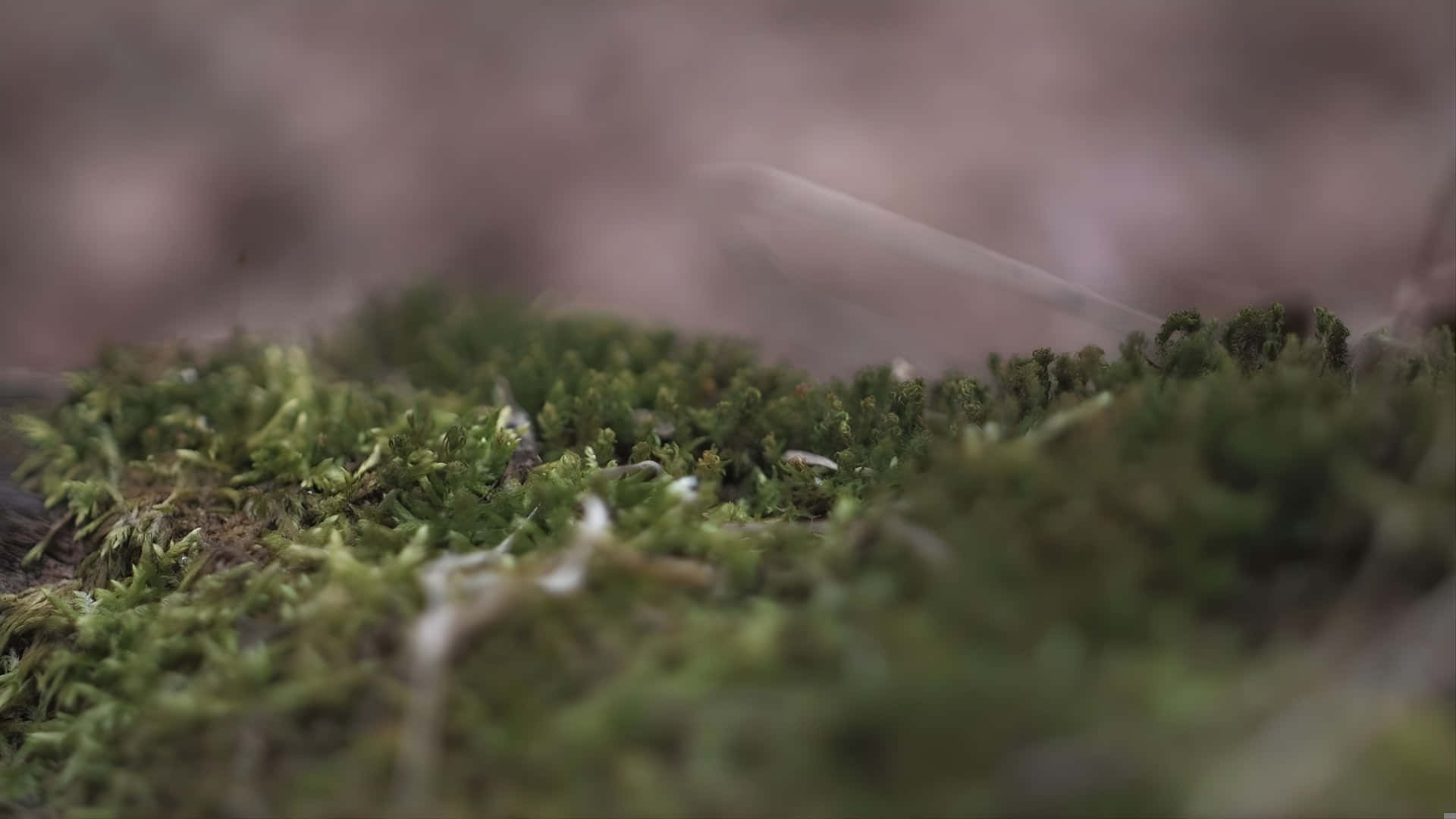  壁紙 — 淺景深捕捉了森林地面特寫中充滿活力的綠色苔蘚，帶有精緻的絲狀物和大地色調。