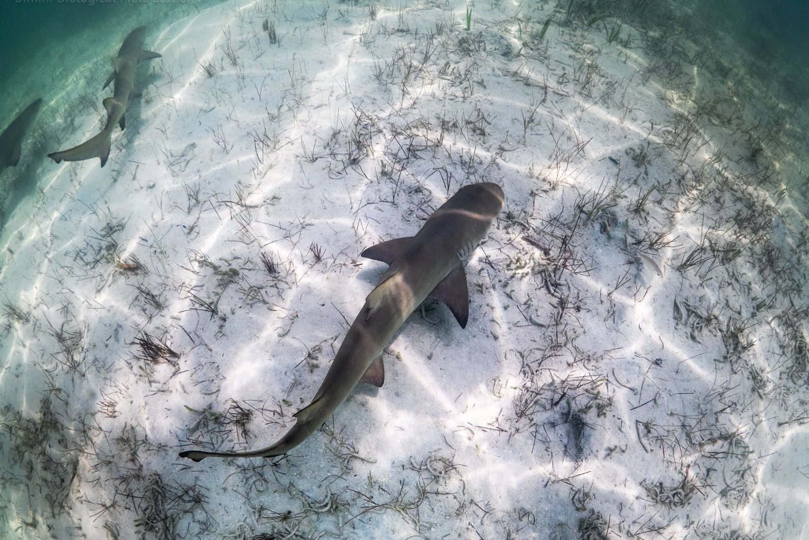  壁紙 — 一條鯊魚優雅地滑翔在陽光照耀的沙質海床上，海草點綴其間，另一條鯊魚在附近游動。