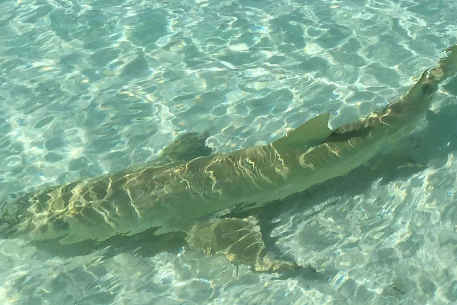  壁紙 — 一條鯊魚優雅地滑過清澈的碧綠海水，陽光在其光滑的身體上泛起漣漪。