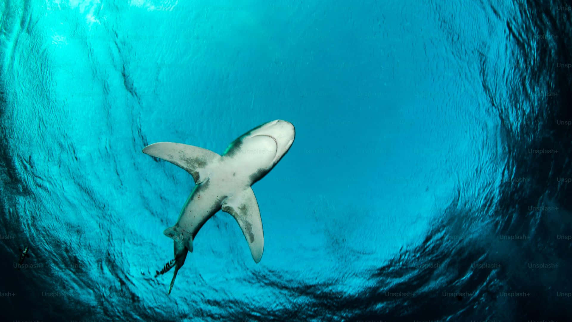  壁紙 — 從下方觀看，一條鯊魚優雅地滑過碧綠的海水，上方水面波光粼粼。