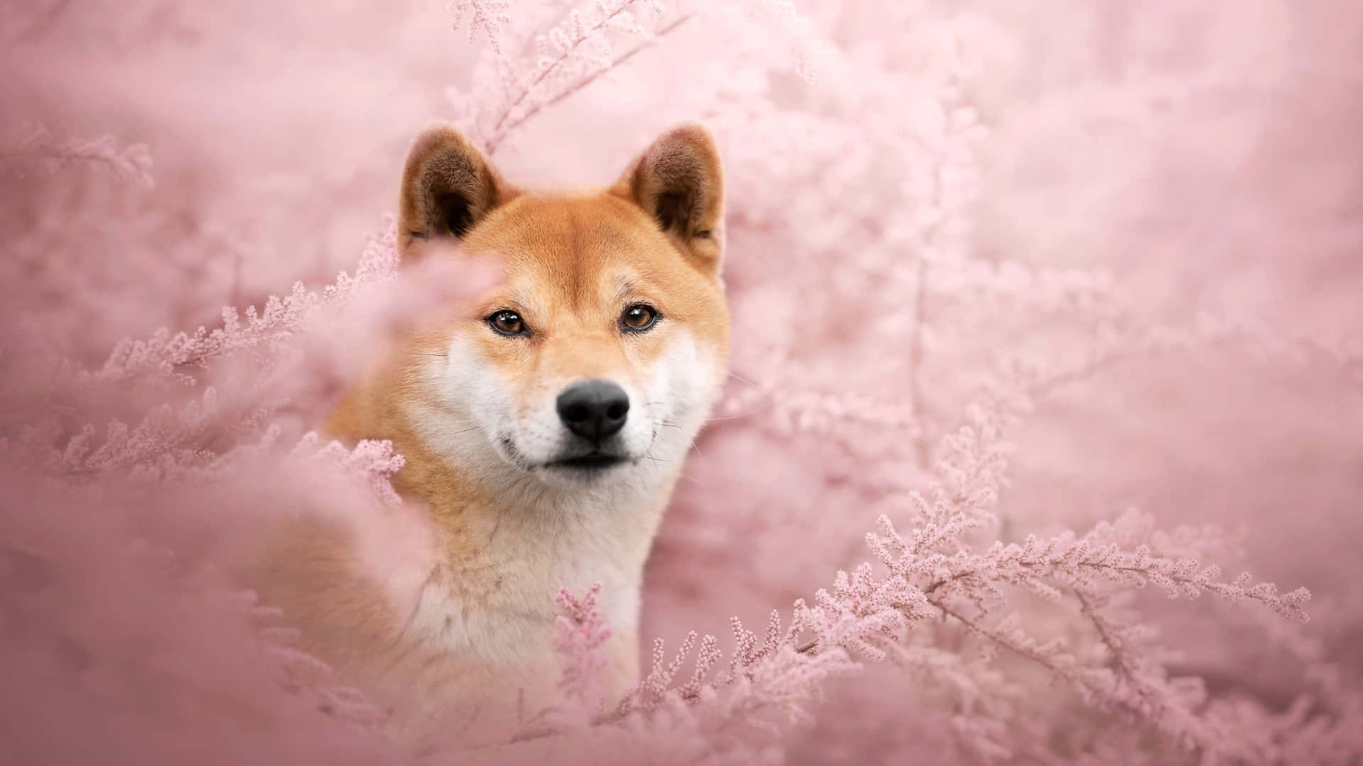  壁紙 — 一隻柴犬透過柔軟的粉紅色霜凍樹枝，在夢幻的冬日場景中平靜地凝視。