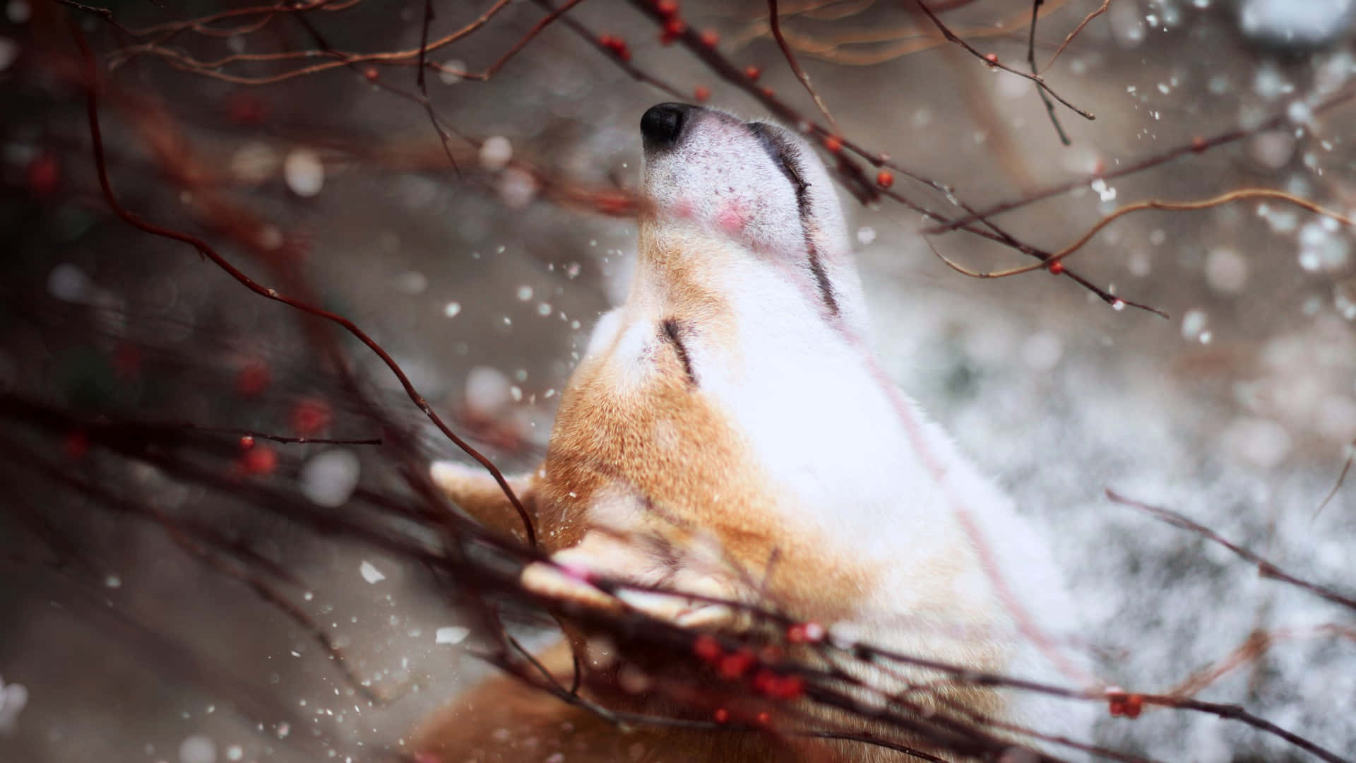  壁紙 — 一隻柴犬在冬季場景中，透過點綴著紅色漿果的雪枝向上凝視。