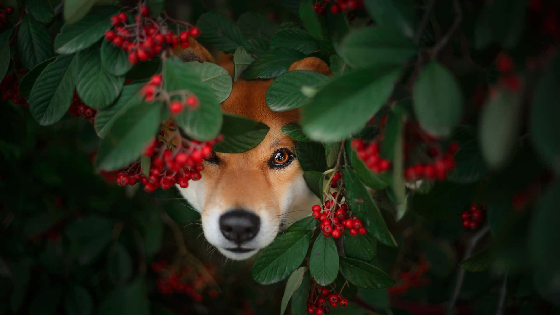  壁紙 — 一隻柴犬好奇地從茂密的灌木叢中，穿過翠綠的葉子和鮮紅的漿果探出頭來。