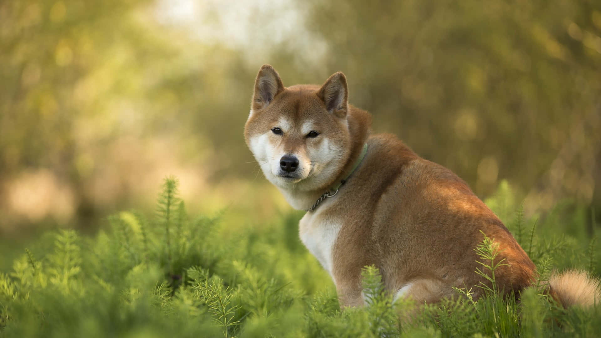  壁紙 — 一隻柴犬警覺地坐在陽光普照的綠色草地上，背景是柔和模糊的森林。